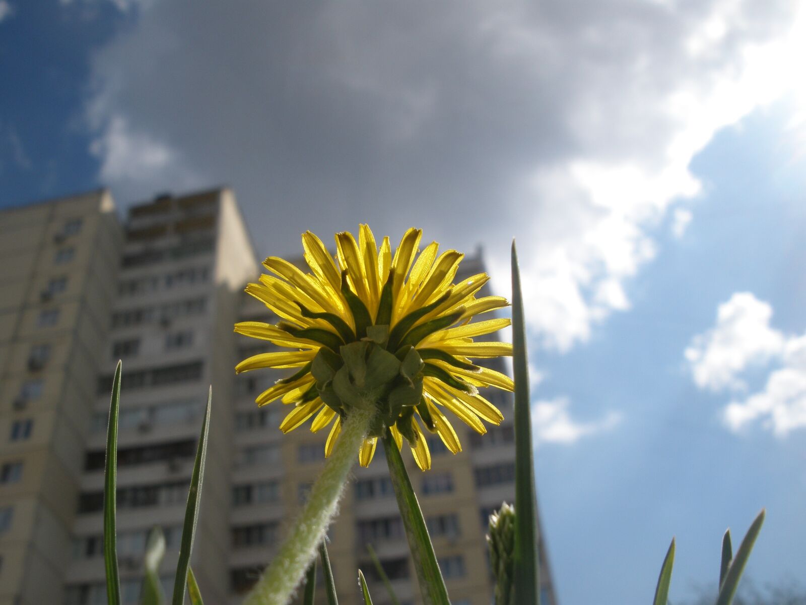 Olympus FE340,X855,C560 sample photo. Nature, outdoors, sky photography