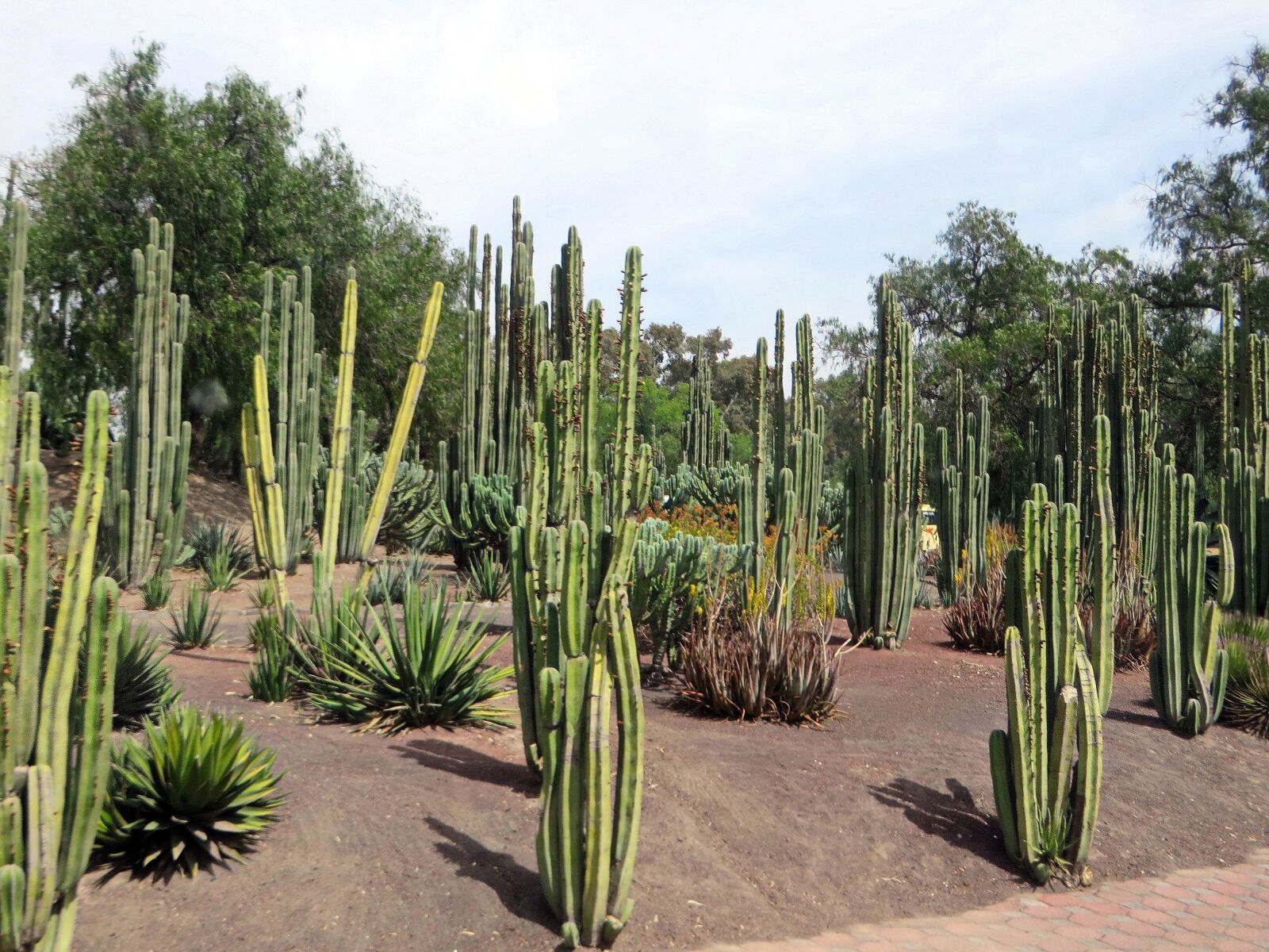Canon PowerShot SX270 HS sample photo. Mexico, cactus, garden photography
