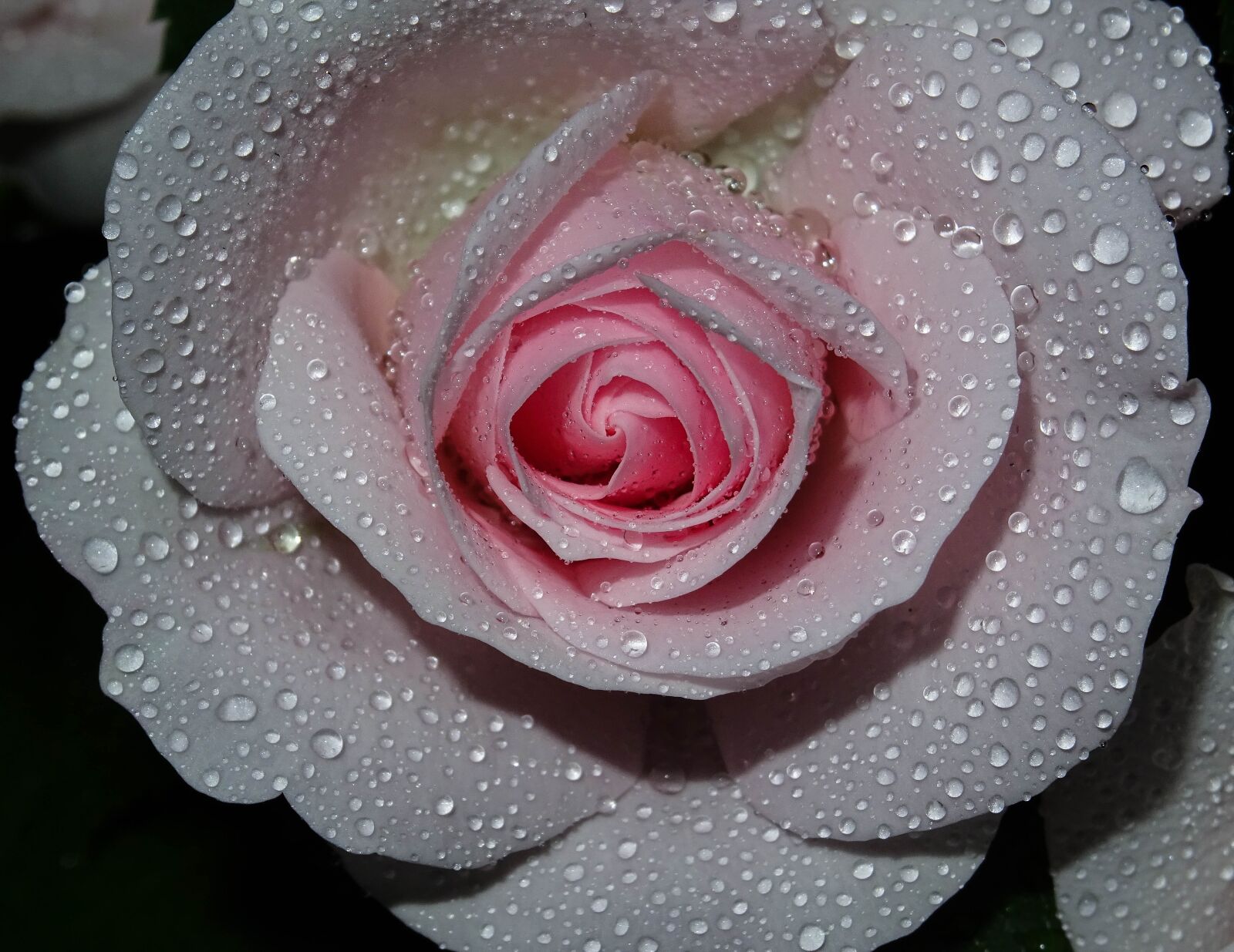Sony DSC-HX60V sample photo. Rose, pink, drip photography