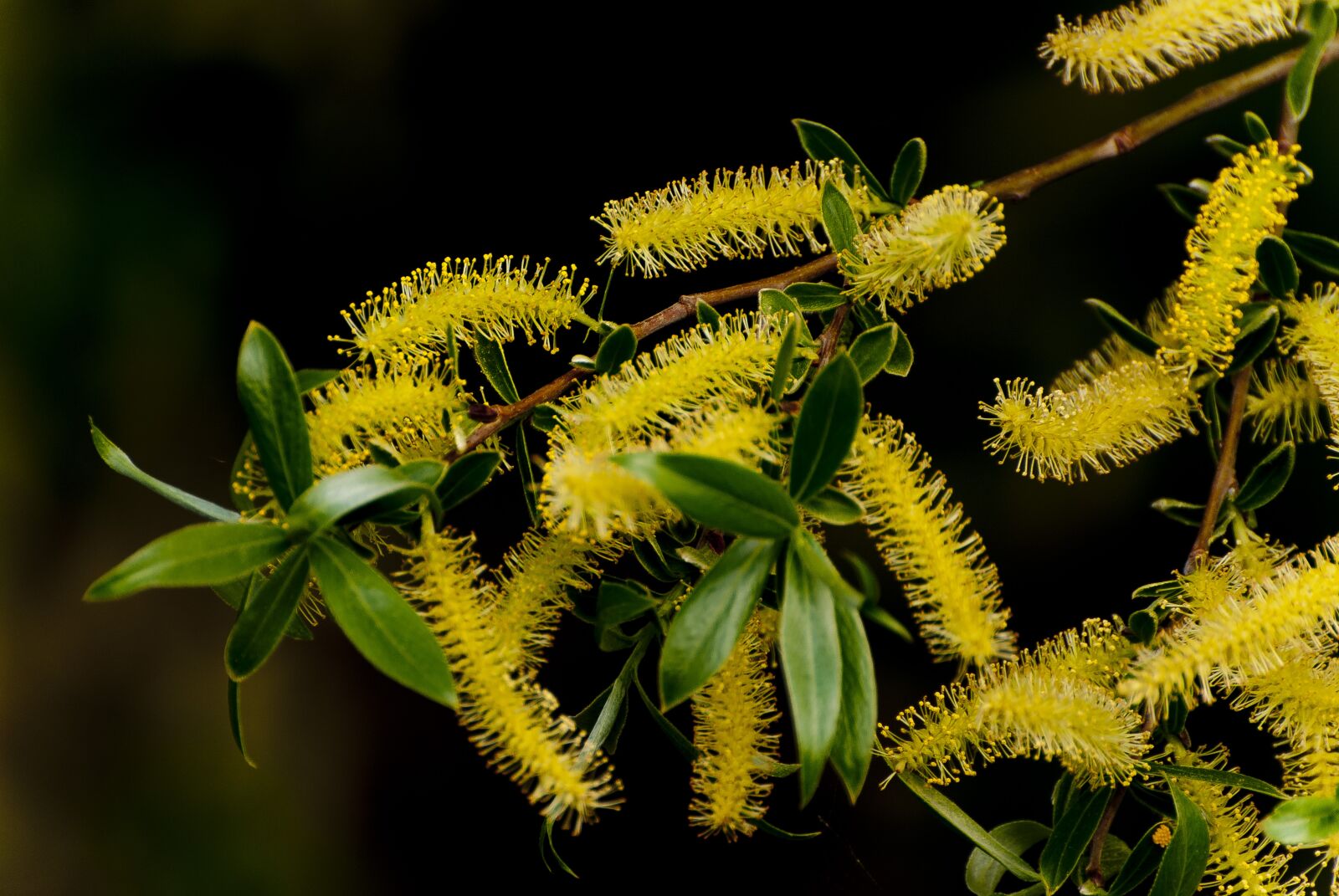 Nikon D80 sample photo. Flora, spring, blossom photography