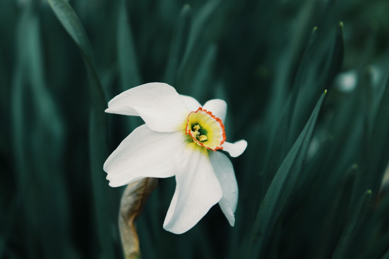 Canon EOS 1100D (EOS Rebel T3 / EOS Kiss X50) sample photo. Flower, narcissus, nature photography