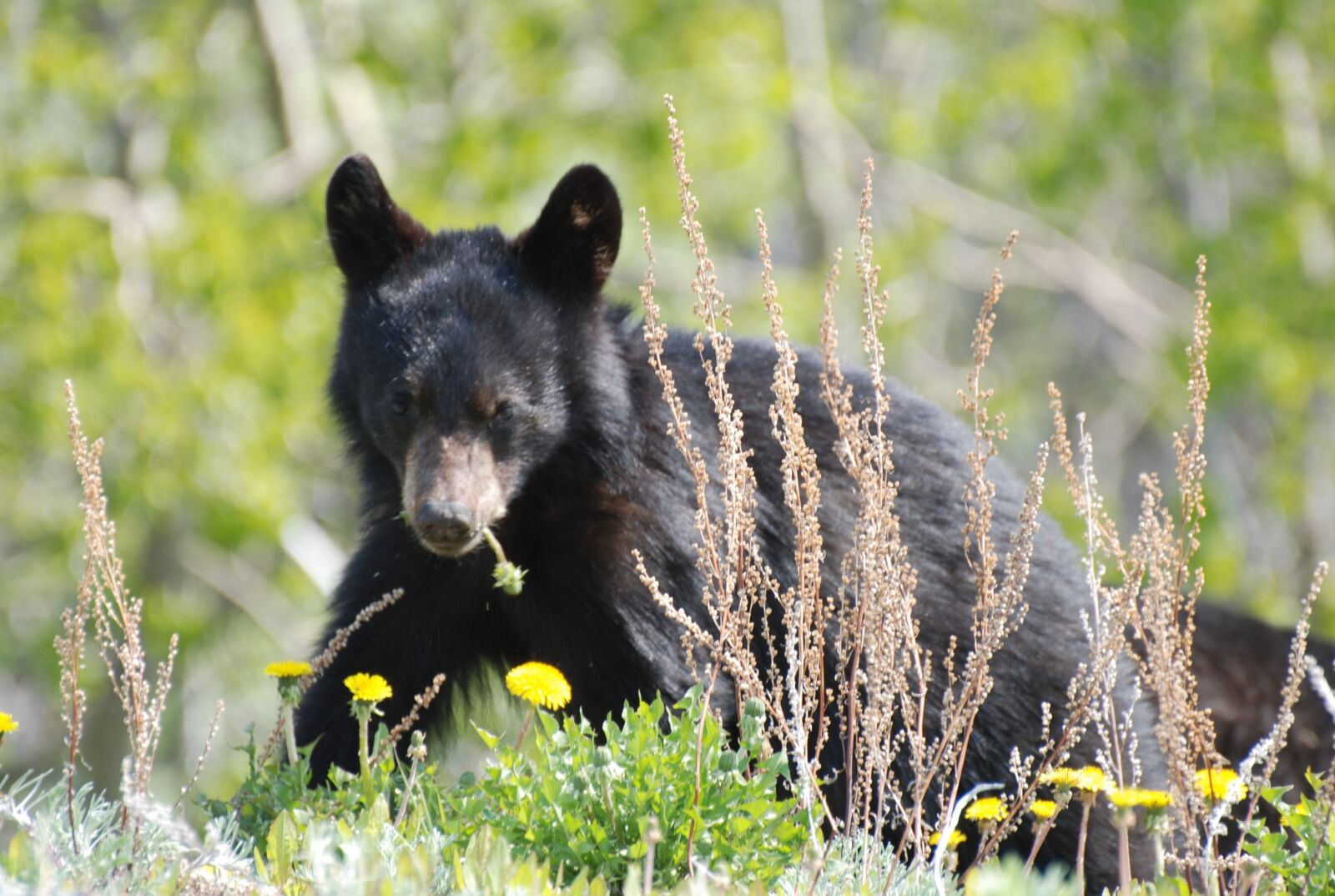 Nikon D80 sample photo. Young bear, black bear photography