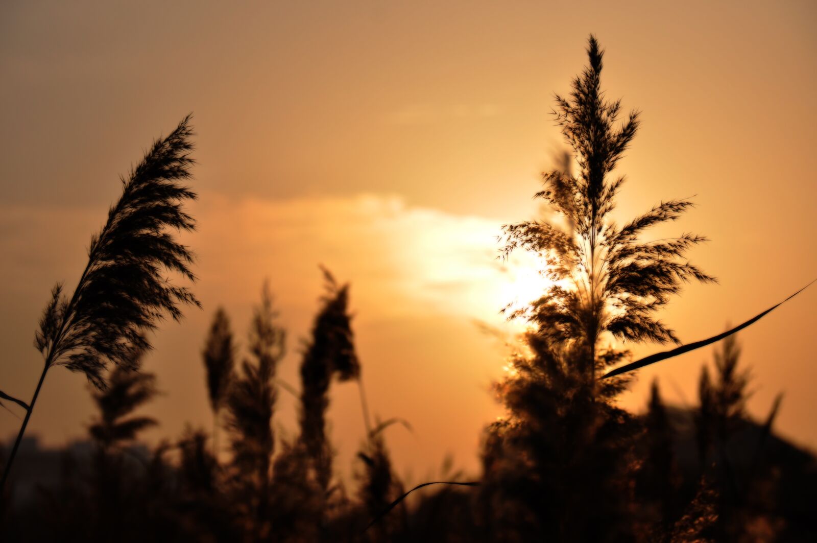 Nikon D90 sample photo. At dusk, reed, silhouette photography