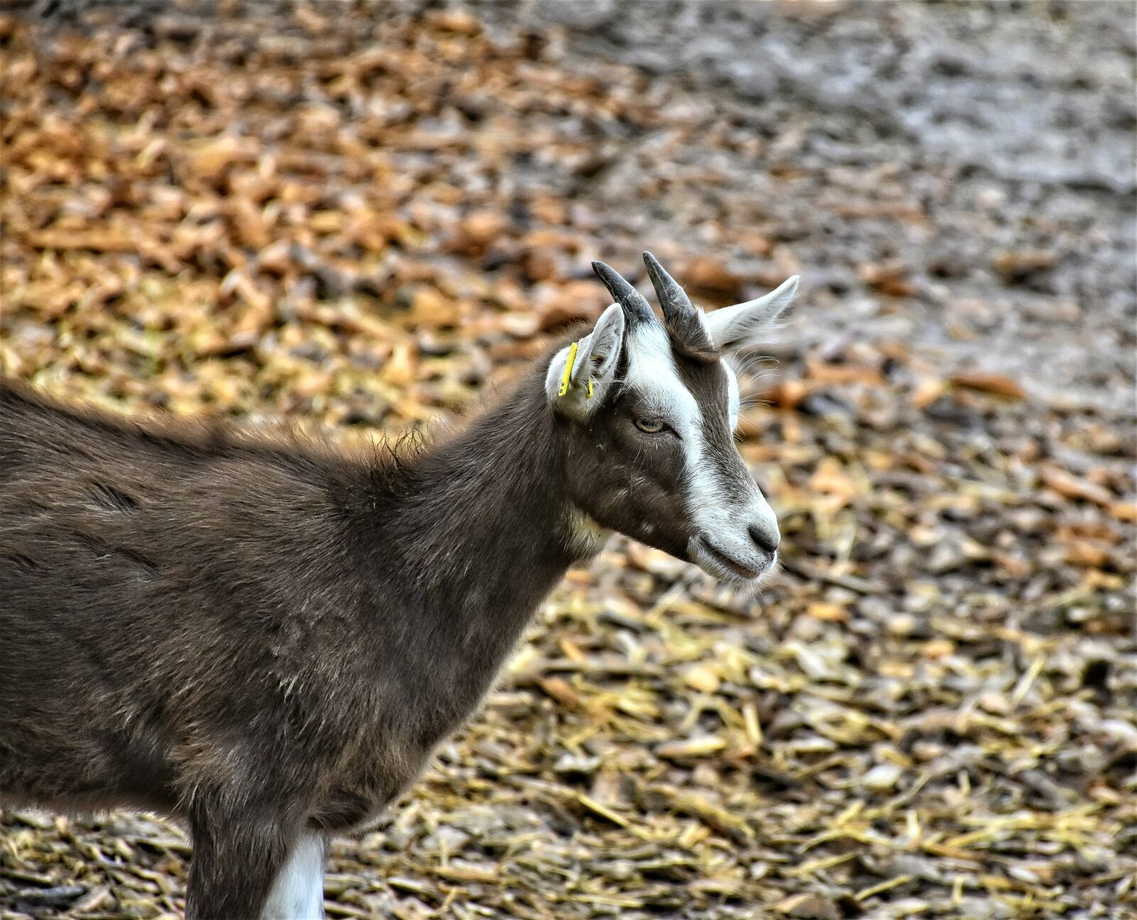 Nikon D7200 sample photo. Goat, horns, livestock photography