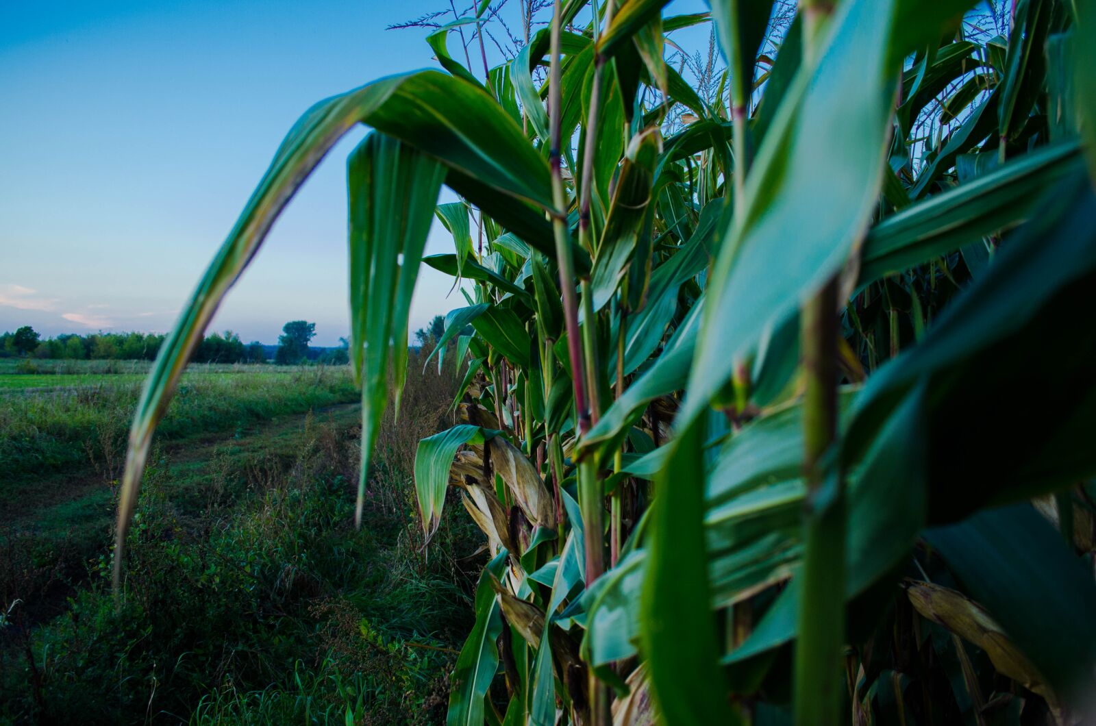 Nikon D5100 sample photo. Corn, field, agriculture photography