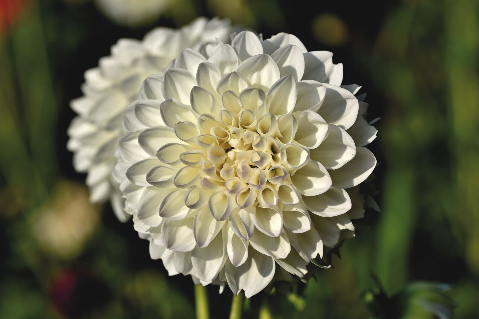 Nikon D7200 sample photo