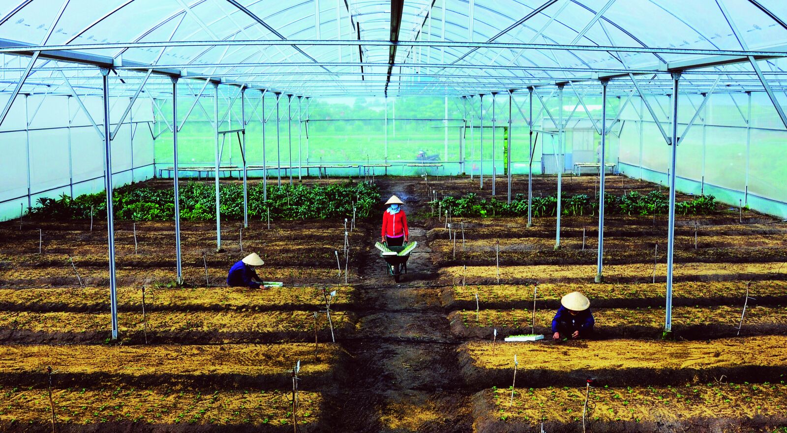 Nikon D300 sample photo. Planting, plastic, house photography