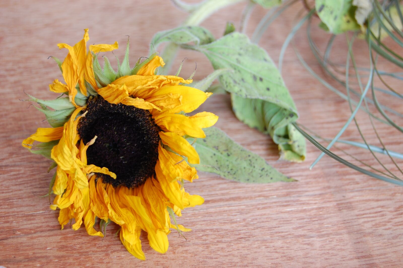 Nikon D40 sample photo. Sunflower, flower, wilted photography