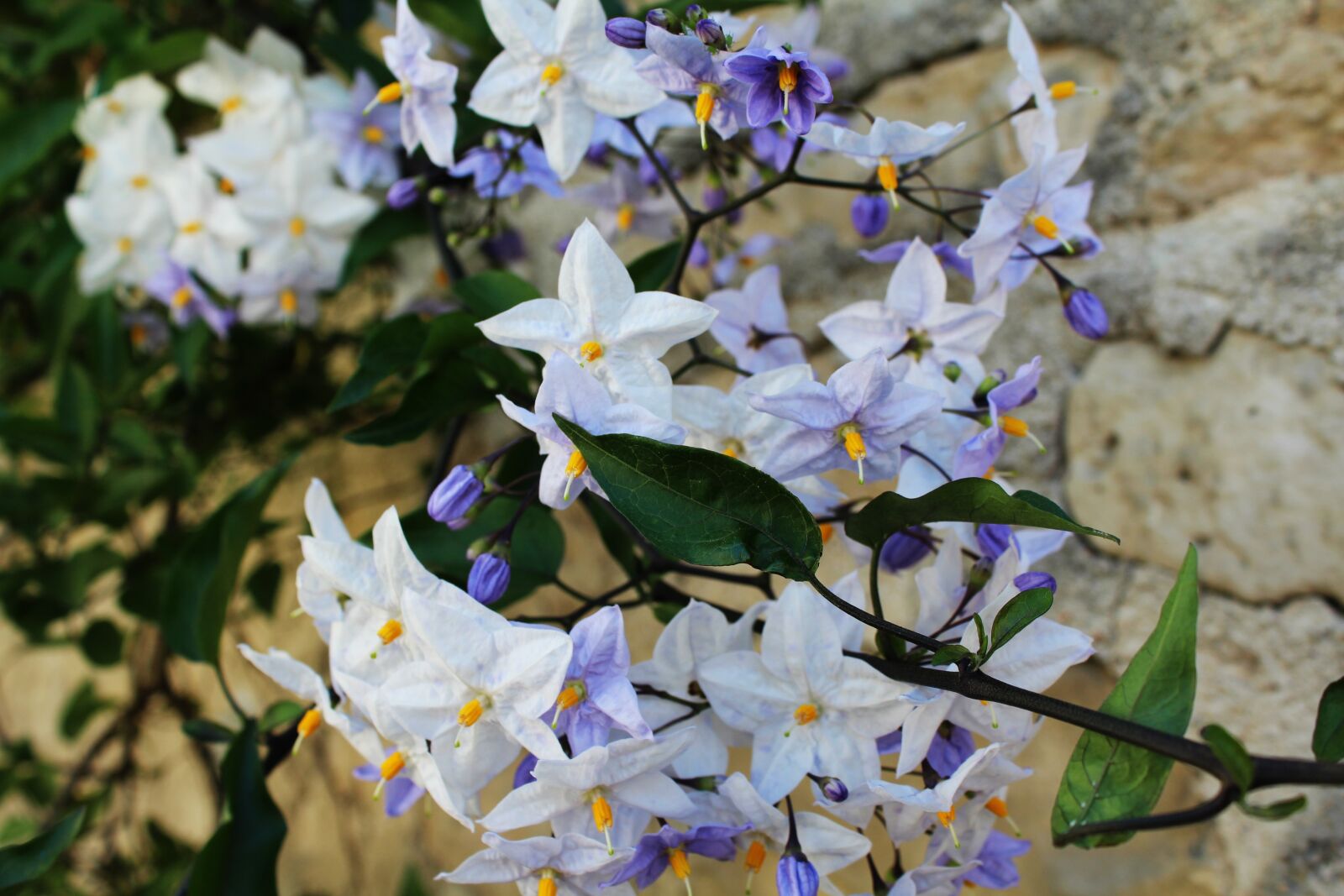 Canon EOS 1200D (EOS Rebel T5 / EOS Kiss X70 / EOS Hi) sample photo. Flowers, white flowers, purple photography