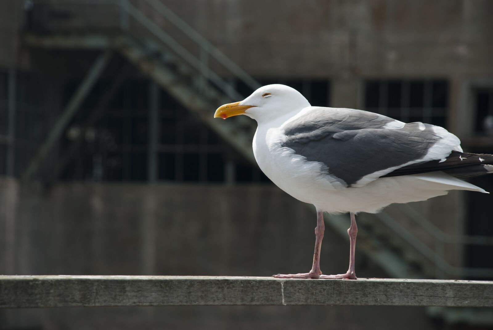 Nikon D80 sample photo. Seagull, cold, wind photography