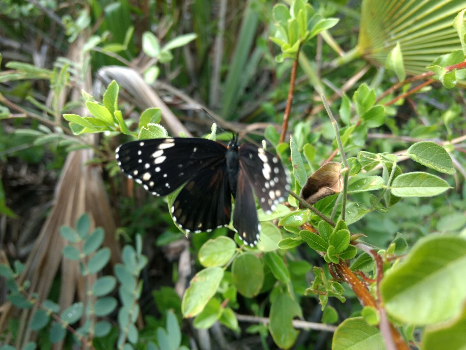 Motorola Moto G (4) sample photo. Mariposa, naturaleza, negro photography