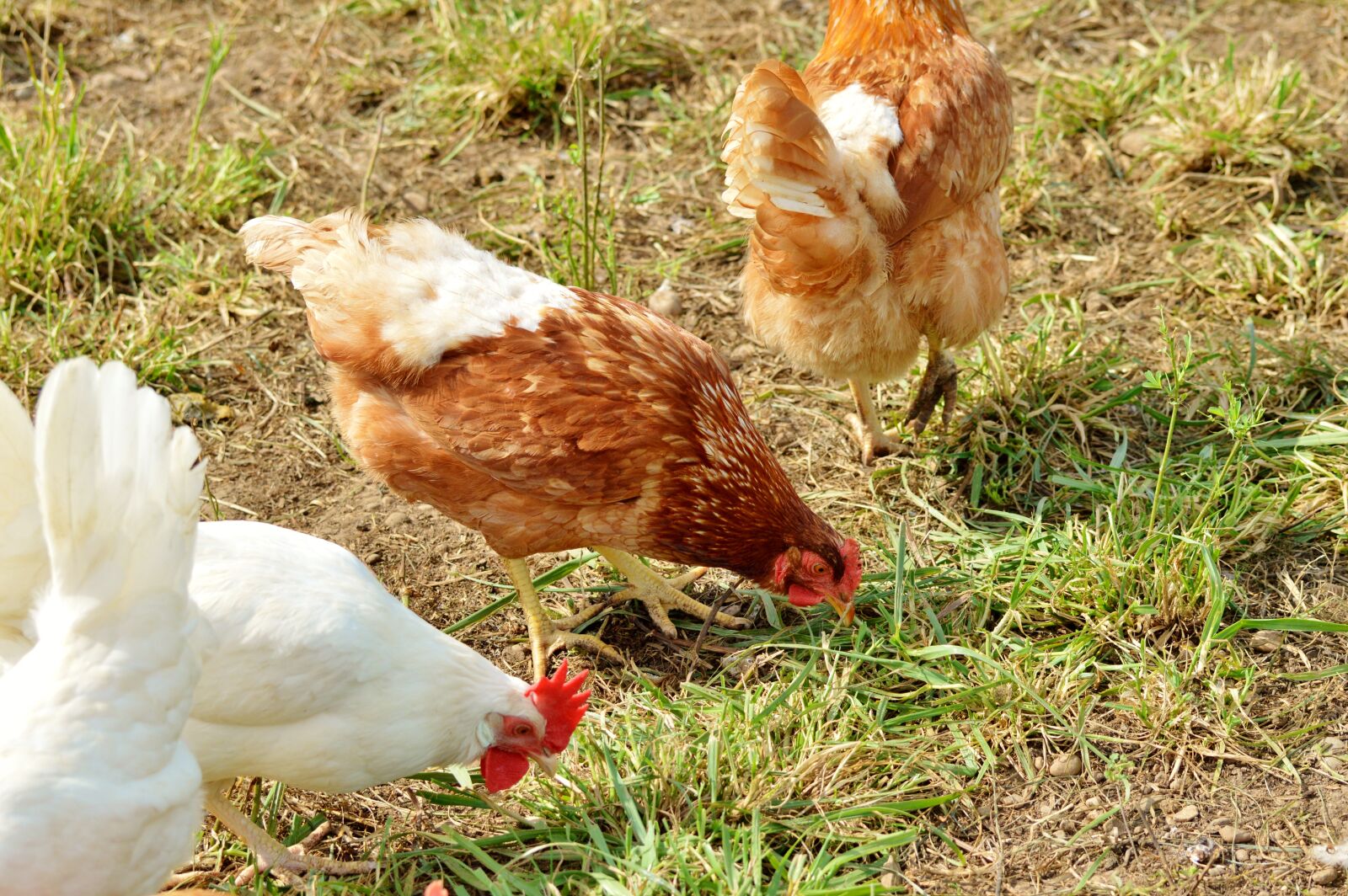 Nikon D3200 sample photo. Chicken, hen, poultry photography