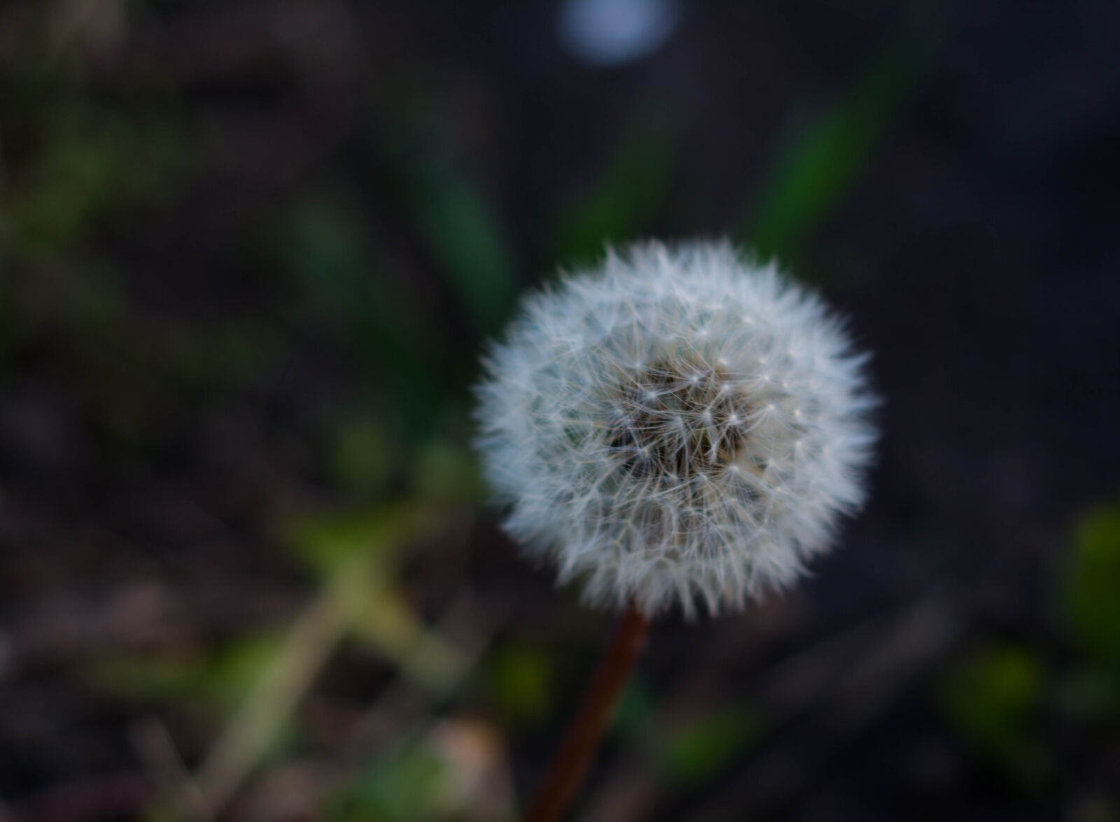Nikon AF Nikkor 50mm F1.8D sample photo. Blowball, dandelion, flower, green photography