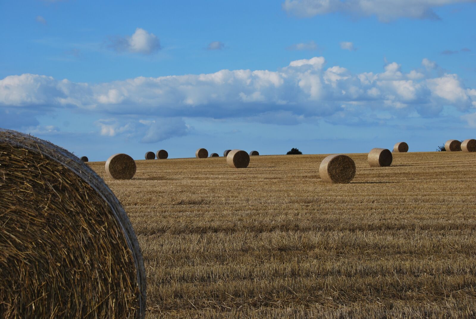 Nikon D60 sample photo. Nature, harvest, agriculture photography