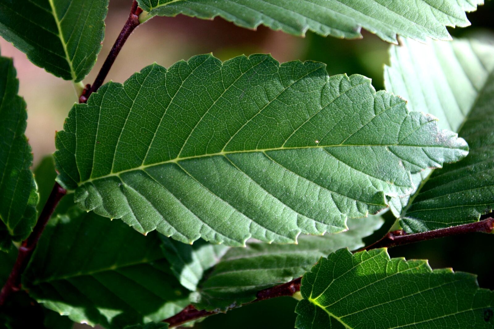 f/3.5-5.6 IS sample photo. Elm tree, leaf, green photography