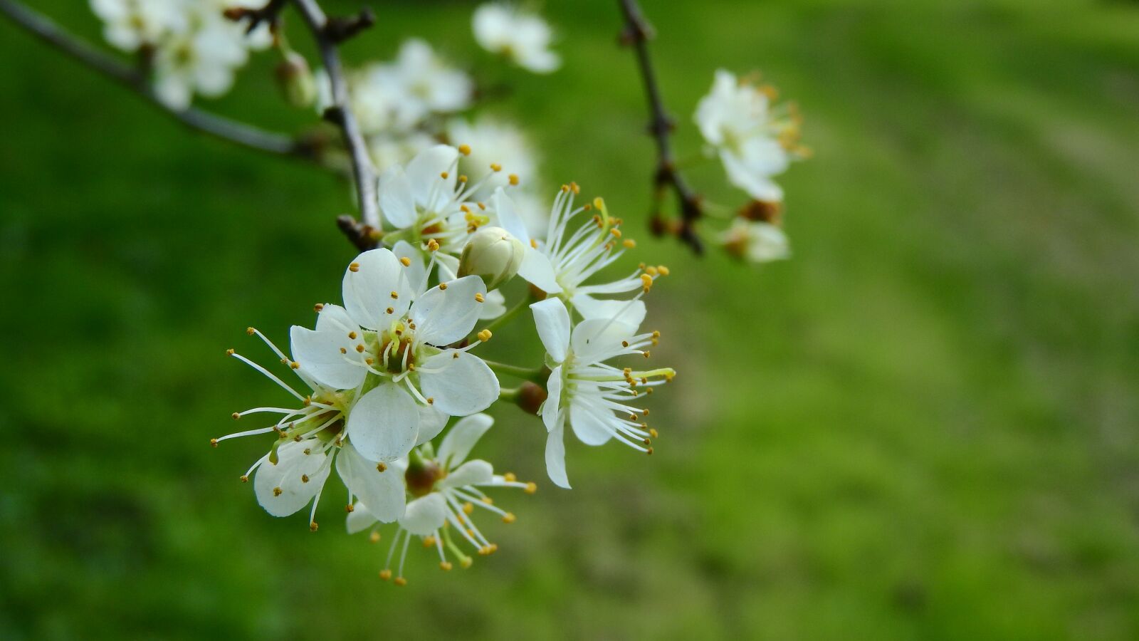 Nikon Coolpix P610 sample photo. Prunus spinosa, blackthorn, spring photography