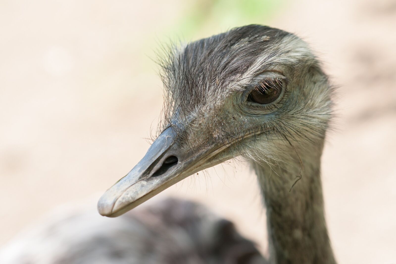 Nikon D700 sample photo. Beak, ostrich, nandu photography