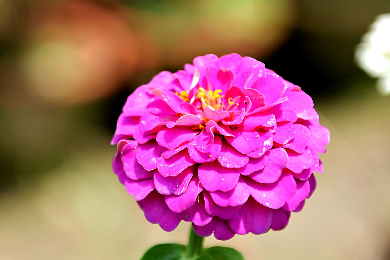 Nikon D5200 sample photo. Pink, indian flower, india photography