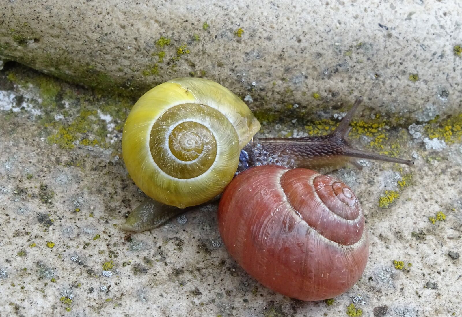 Sony Cyber-shot DSC-HX400V sample photo. Snail, shellfish, garden snail photography