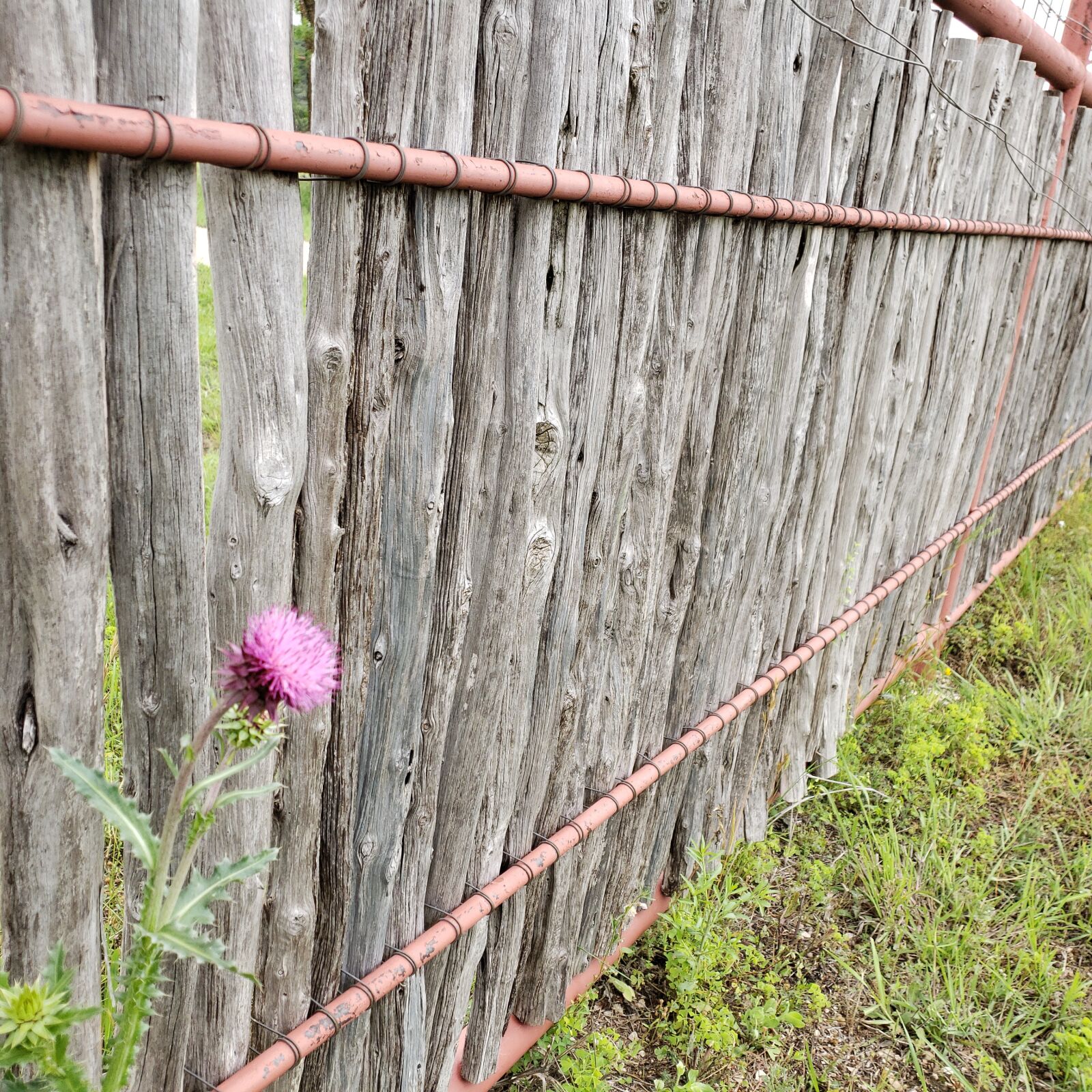 Samsung Galaxy S9 sample photo. Wildflower, texas, wildflowers photography
