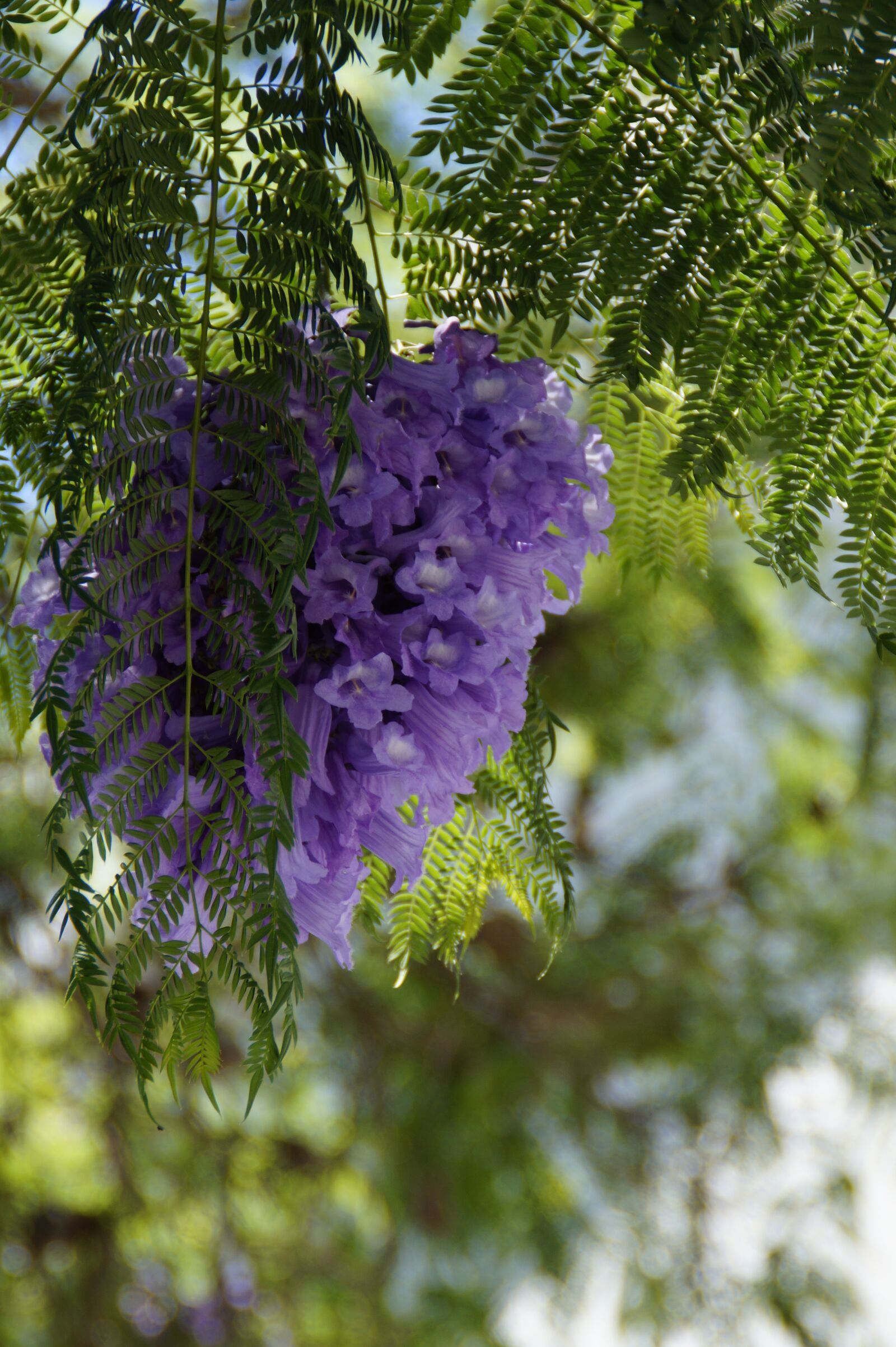 Sony SLT-A58 sample photo. Jacaranda, flower tree, flowers photography