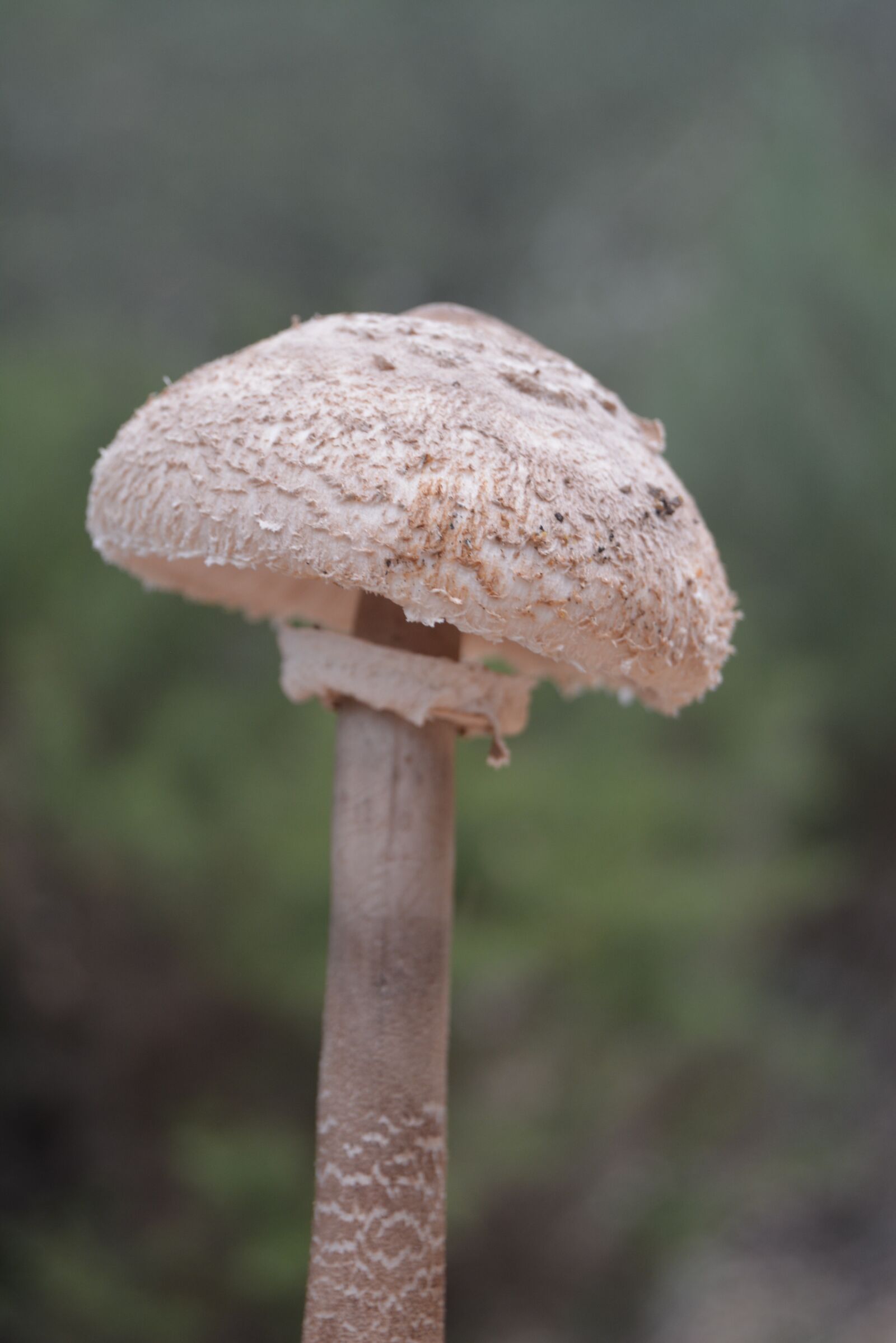 Nikon D5200 sample photo. Mushrooms, nature, forest photography