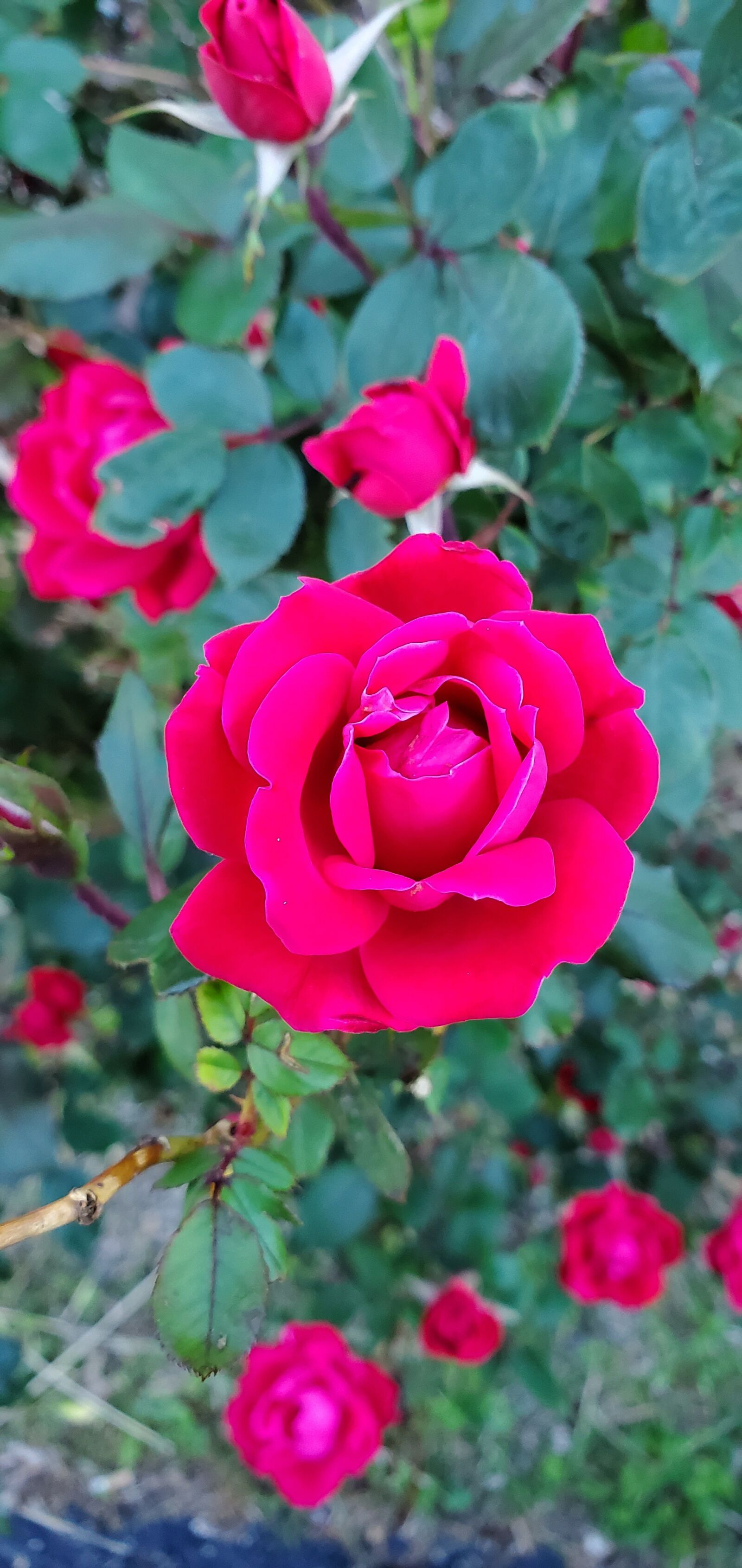 Samsung Galaxy S10 sample photo. Roses, flowers, nature photography