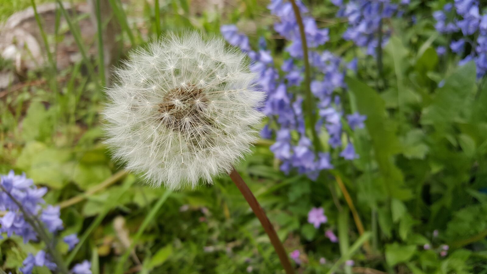 Samsung Galaxy S6 sample photo. Nature, plant, flower photography