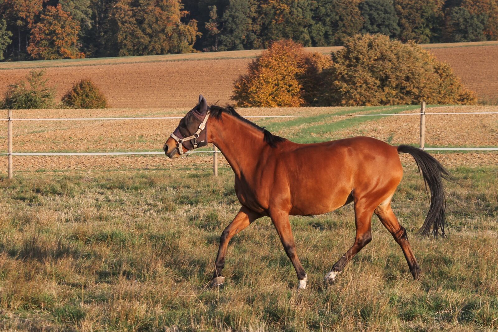 Canon EOS 1100D (EOS Rebel T3 / EOS Kiss X50) sample photo. Horse, saddle horse, coupling photography