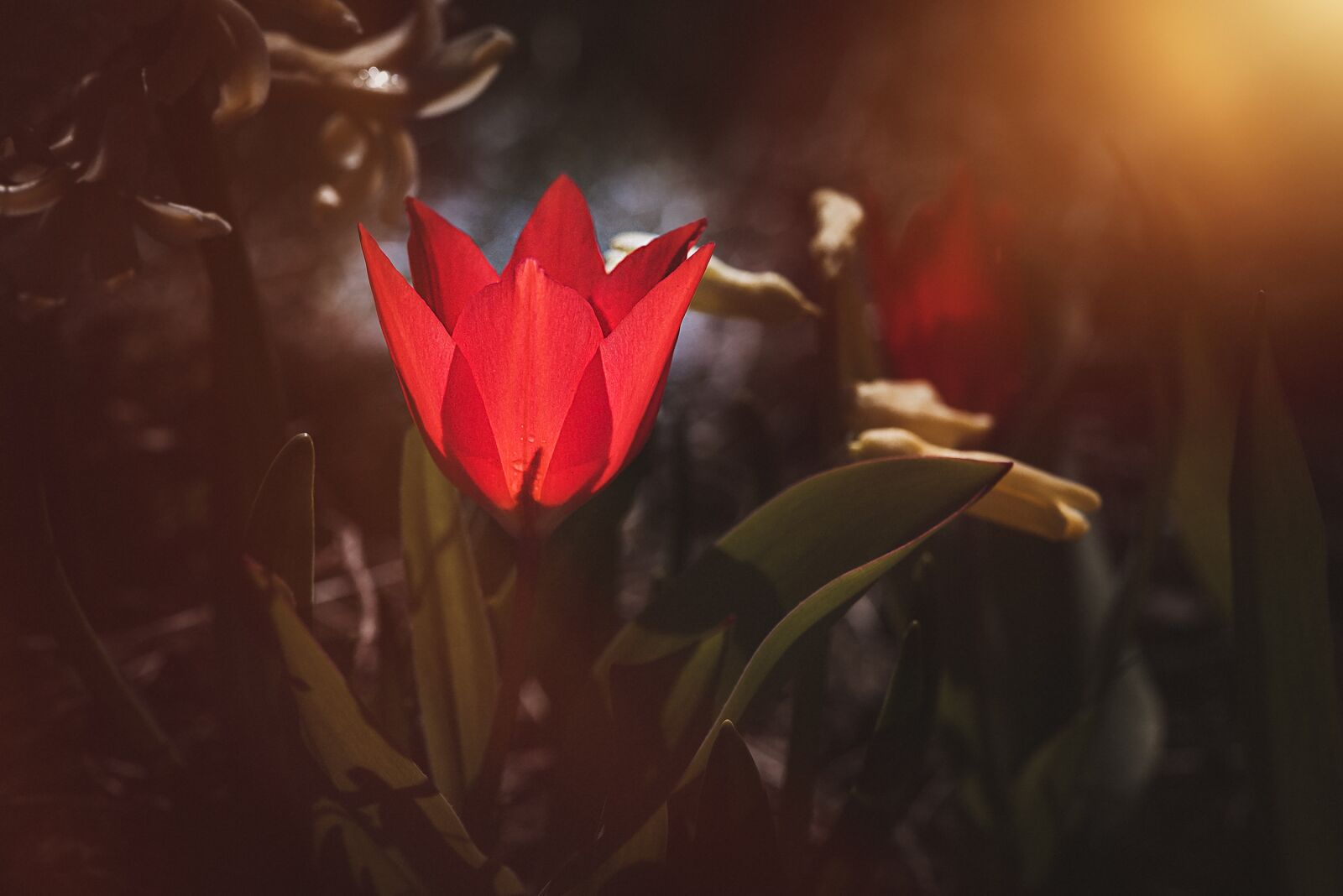 Nikon D750 sample photo. Tulip, red, red tulip photography