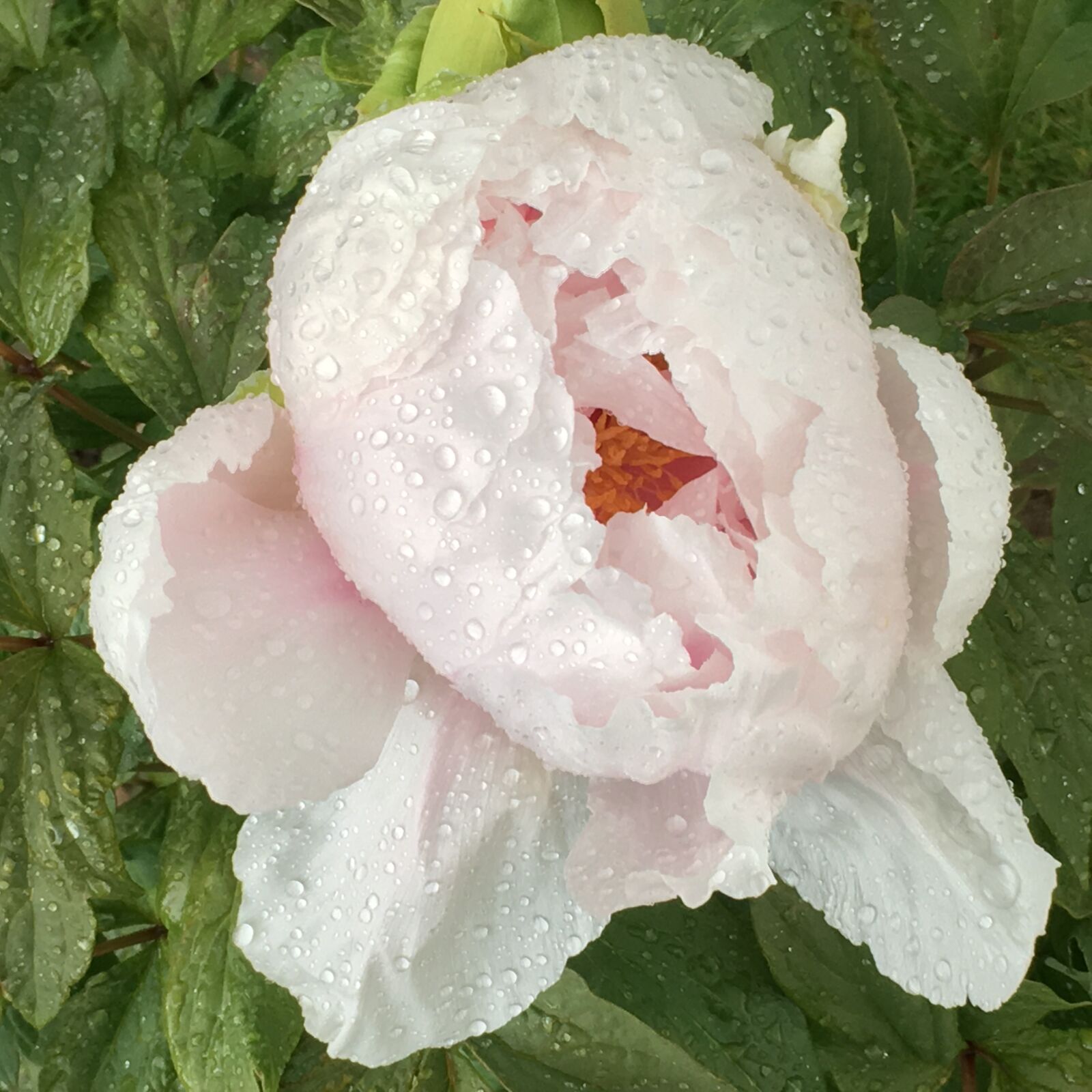 iPhone SE back camera 4.15mm f/2.2 sample photo. After, the, rain, beautiful photography