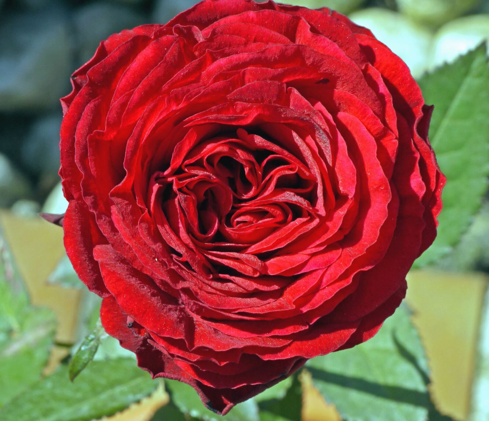 Panasonic Lumix DMC-G1 sample photo. Flower, petal, rose, leaf photography