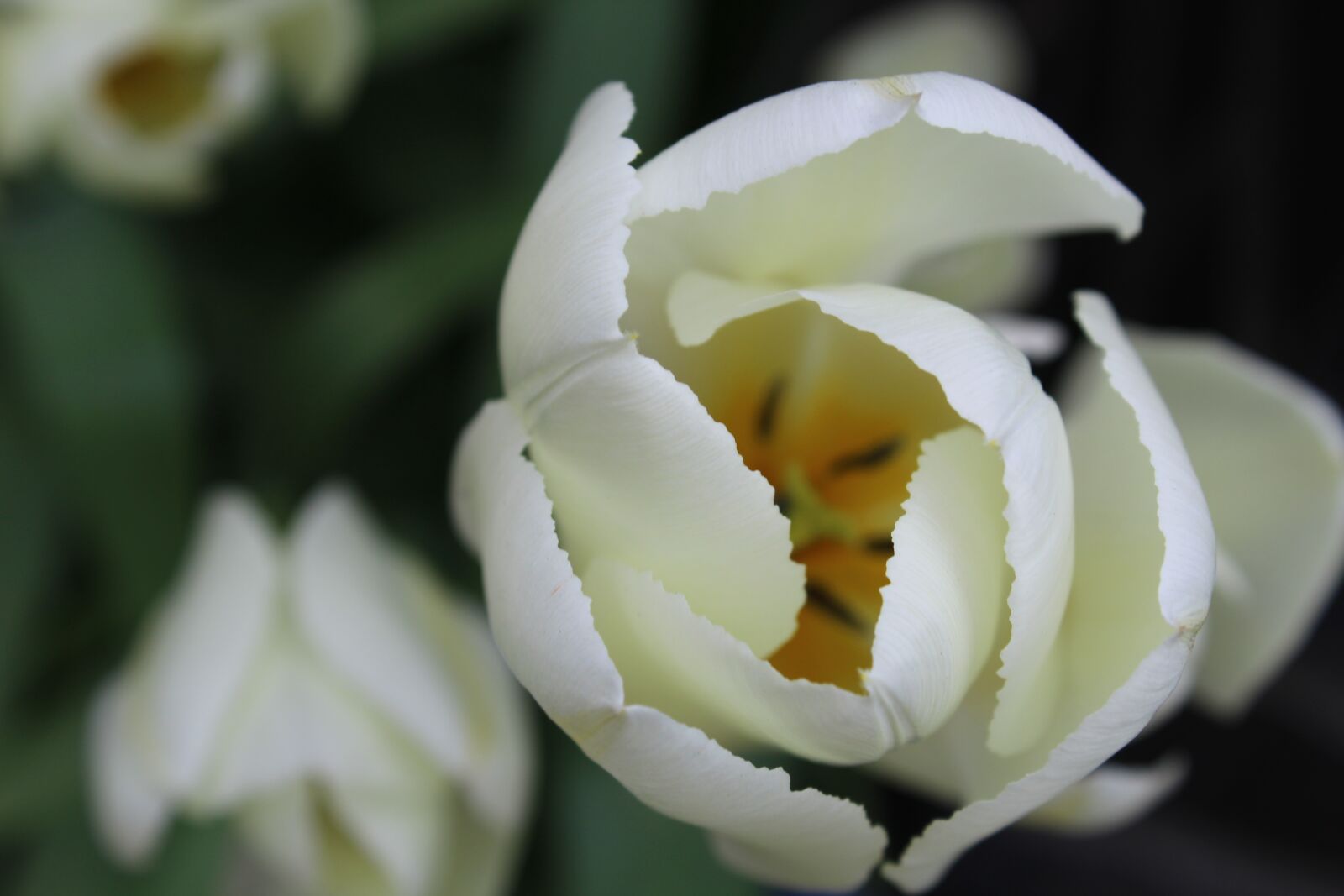 Canon EOS 1200D (EOS Rebel T5 / EOS Kiss X70 / EOS Hi) sample photo. Flower, pollen, blossom photography