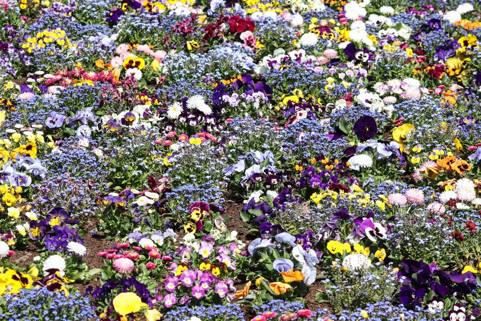 Canon EOS 200D (EOS Rebel SL2 / EOS Kiss X9) sample photo. Spring flowers, colorful, flower photography