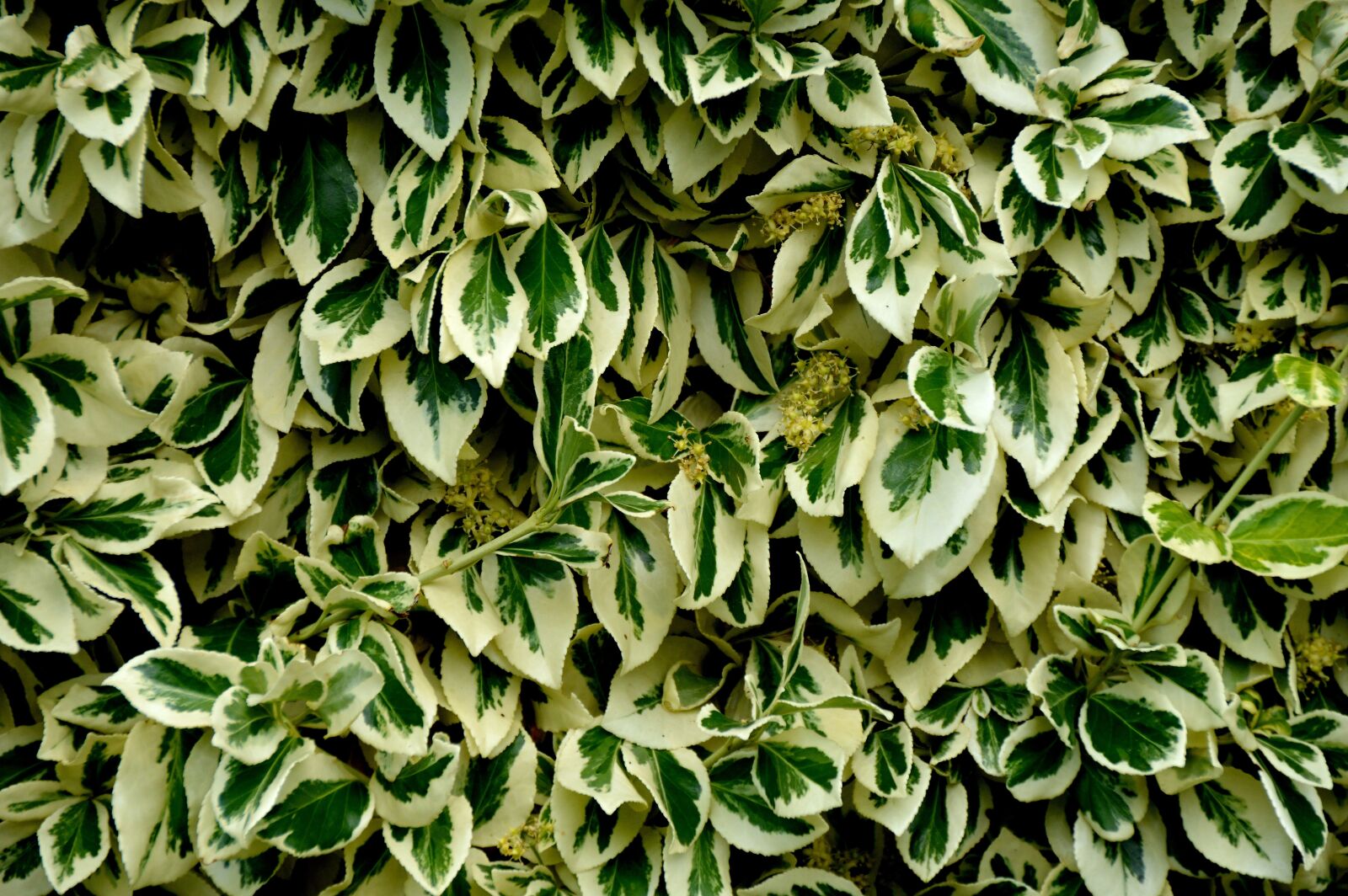 Nikon D3200 sample photo. Leaves, texture, scroll area photography