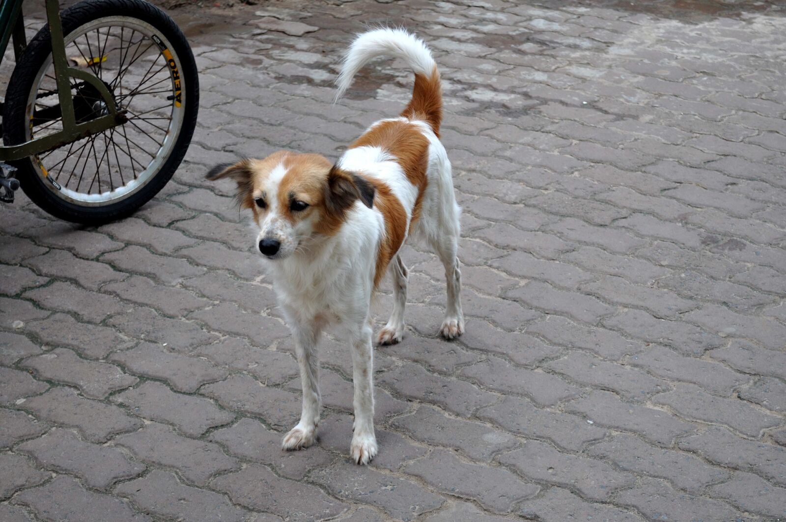 Nikon D5000 sample photo. Colorful, street, dog photography