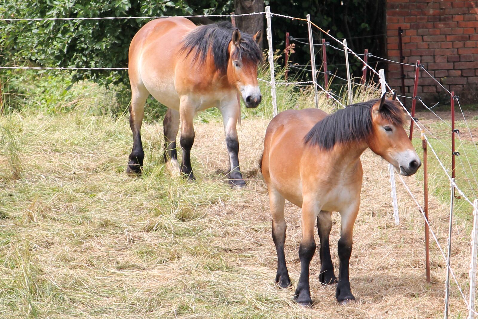 Canon EF-S 55-250mm F4-5.6 IS II sample photo. Horses, cold blooded animals photography