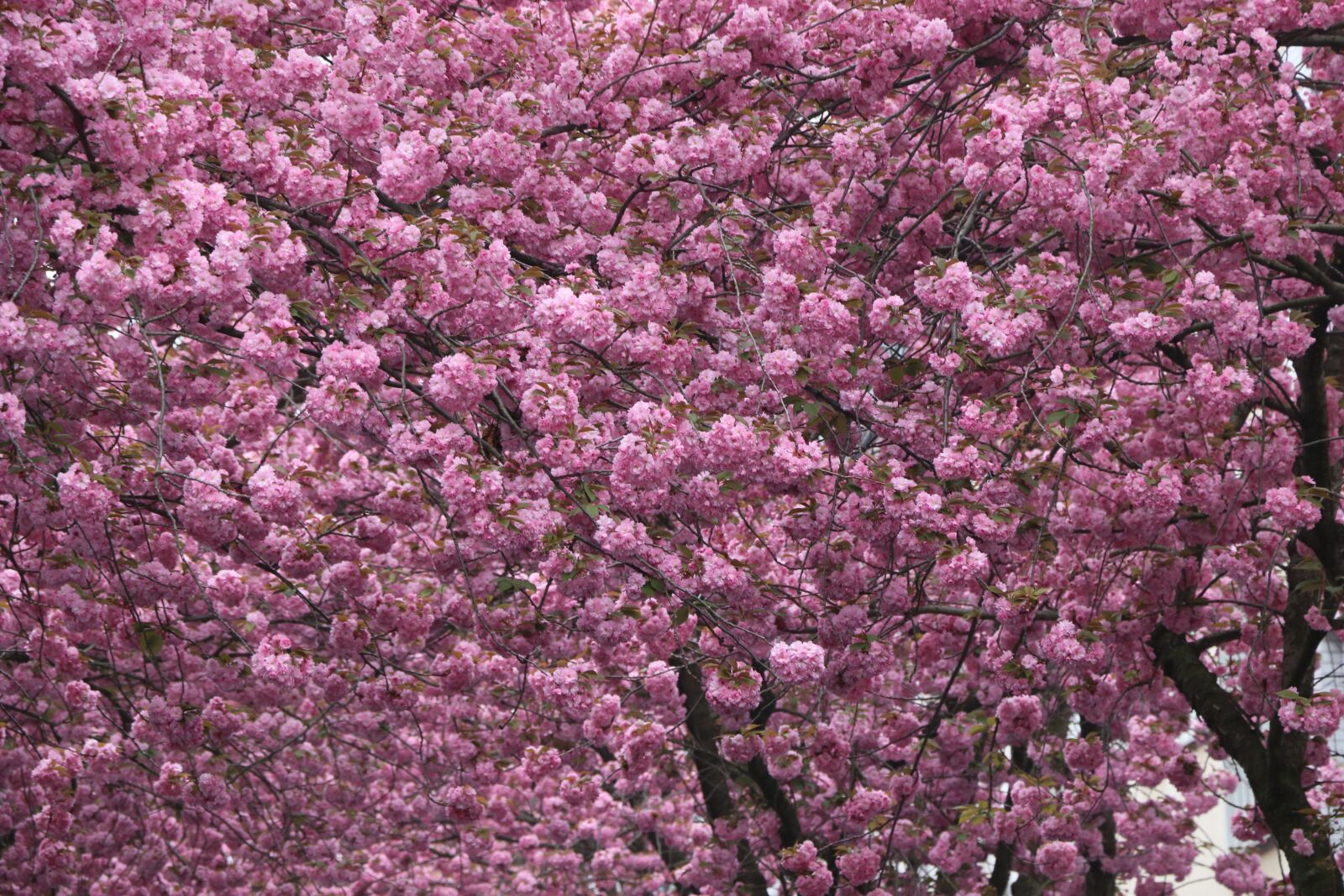 Canon EOS 80D sample photo. Cherry blossom, bonn, pink photography