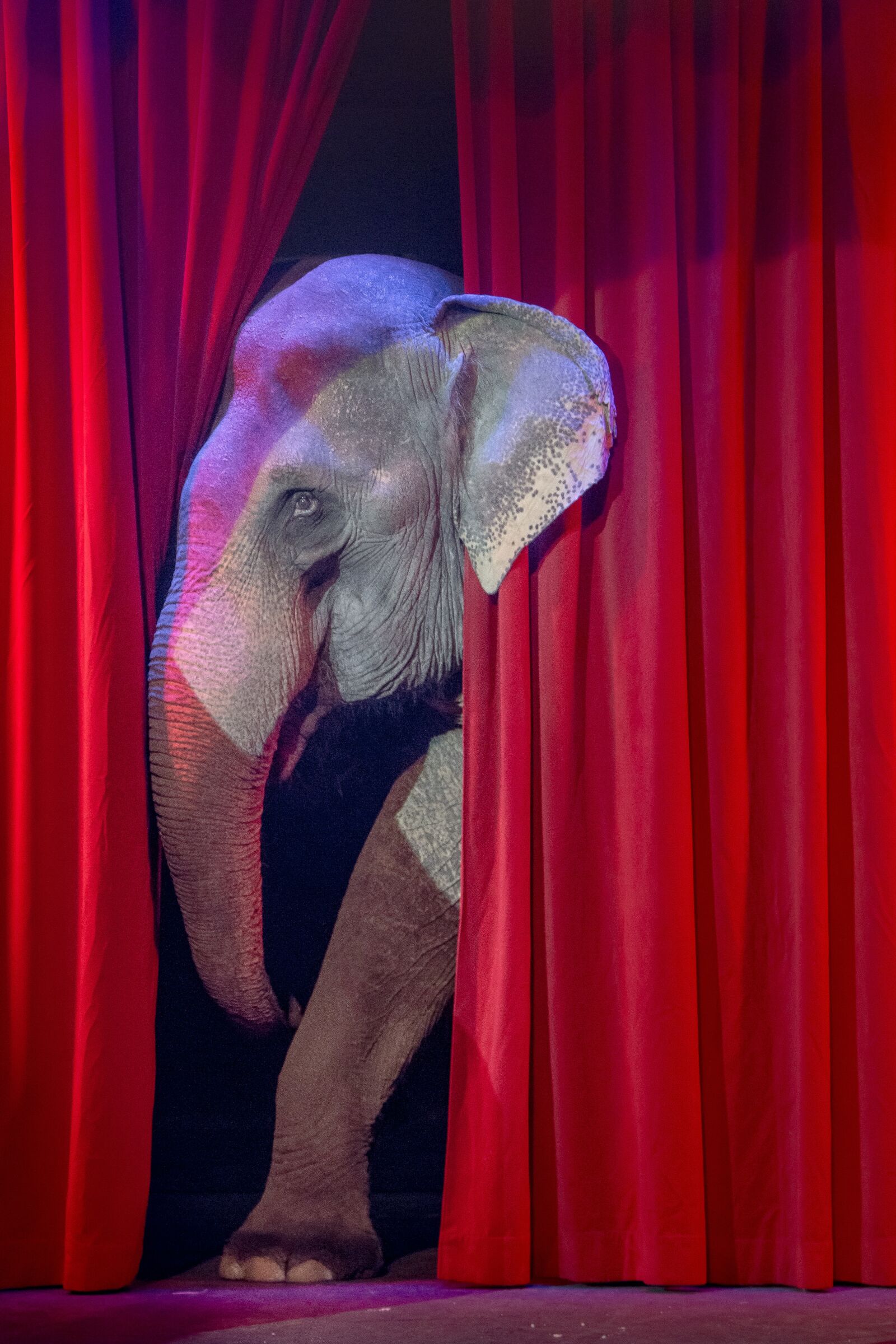 Canon EOS 70D + Canon EF 24-105mm F4L IS USM sample photo. Elephant, circus, shy photography