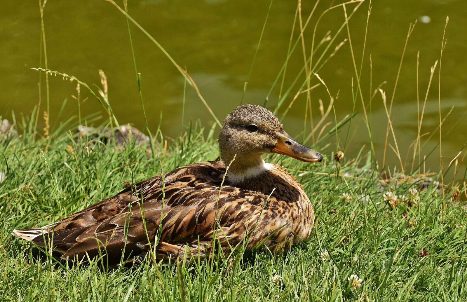Nikon D7200 sample photo. Mallard, bank, pond photography