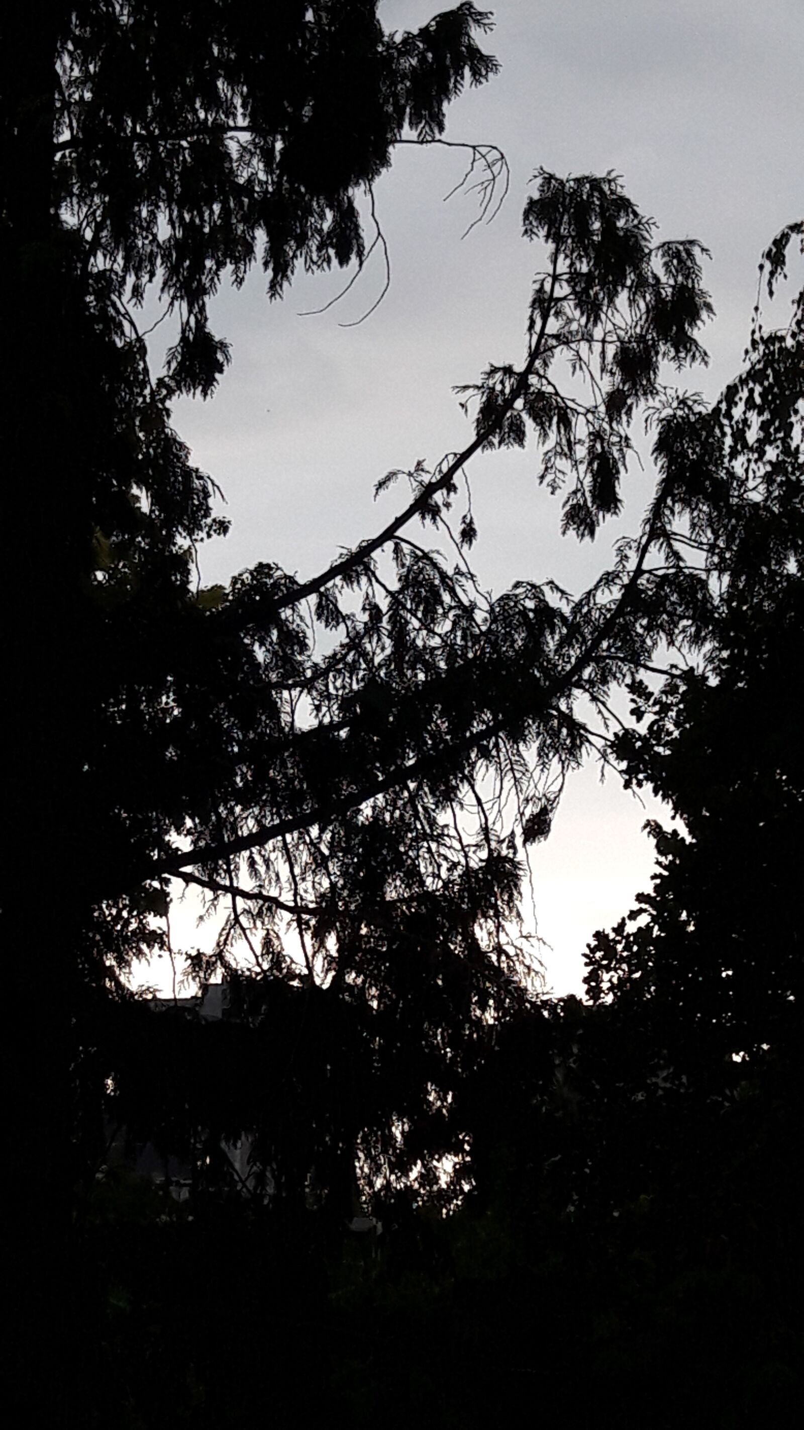 Samsung Galaxy A5(2016) sample photo. Sun, before, rain, trees photography