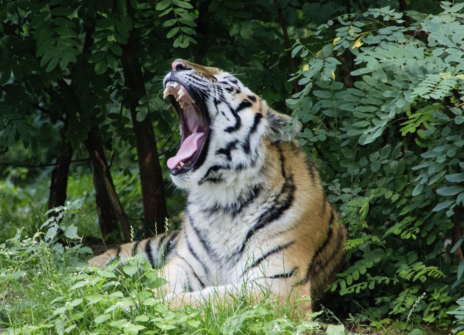 Canon EOS 600D (Rebel EOS T3i / EOS Kiss X5) sample photo. Tiger, wilderness, predator photography