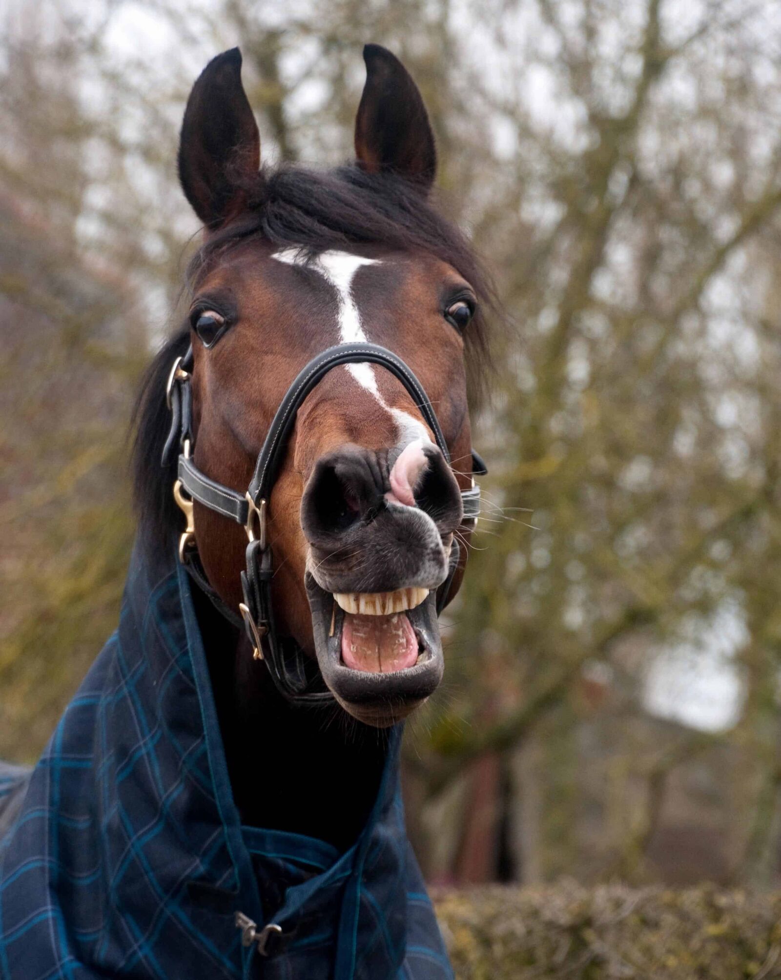 Nikon D300 sample photo. Cavalry, portrait, animal, brown photography