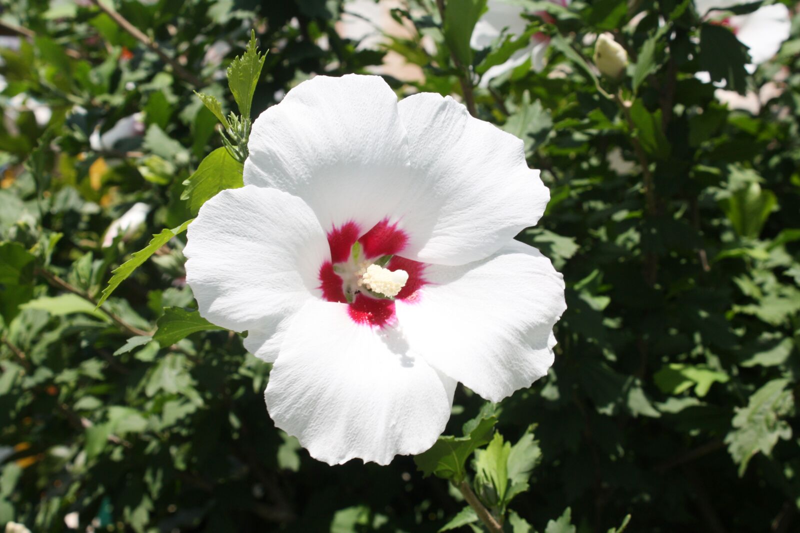 Canon EOS 450D (EOS Rebel XSi / EOS Kiss X2) sample photo. Rose of sharon, korea photography