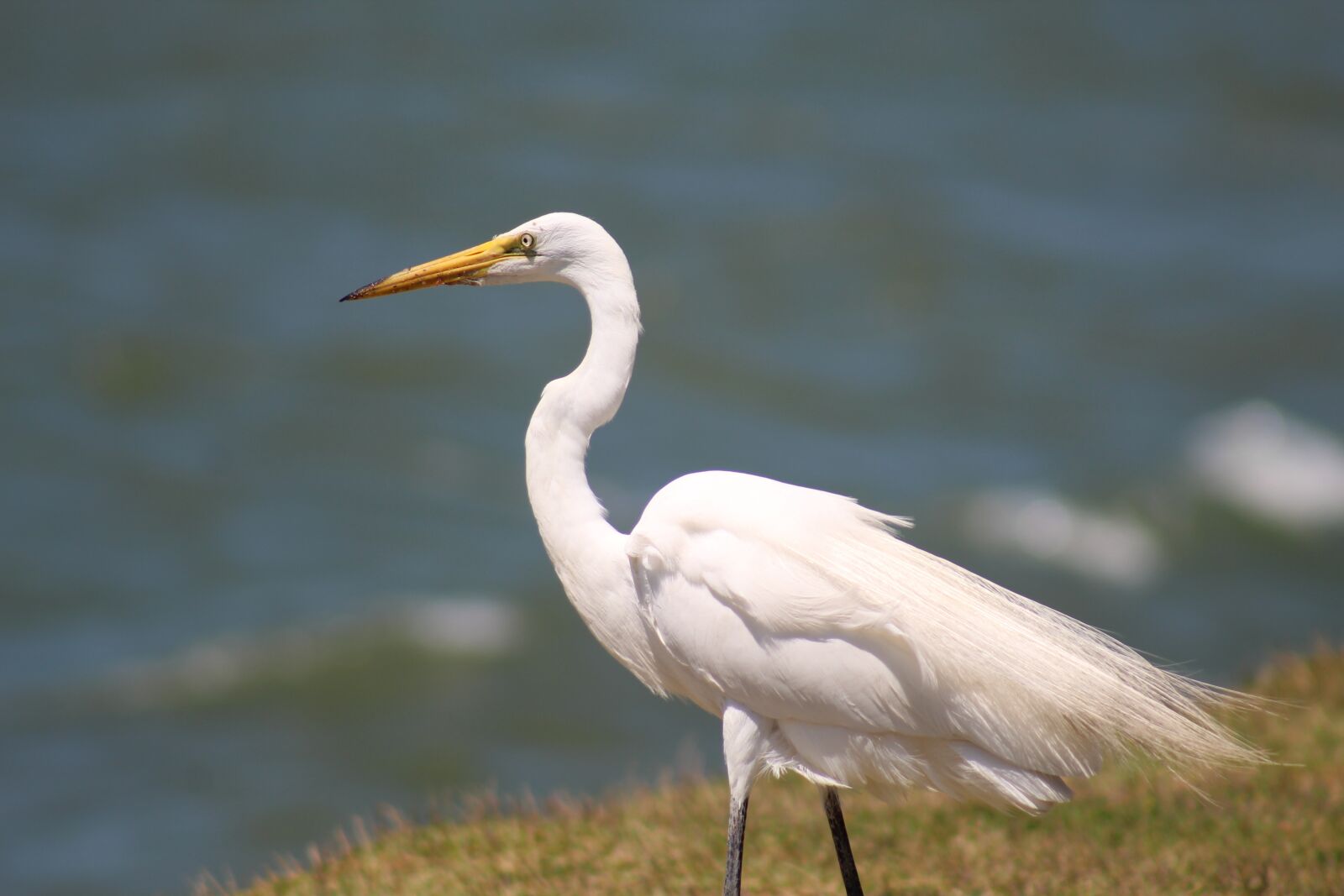 Canon EOS 1300D (EOS Rebel T6 / EOS Kiss X80) sample photo. White crane, great, waterfowl photography