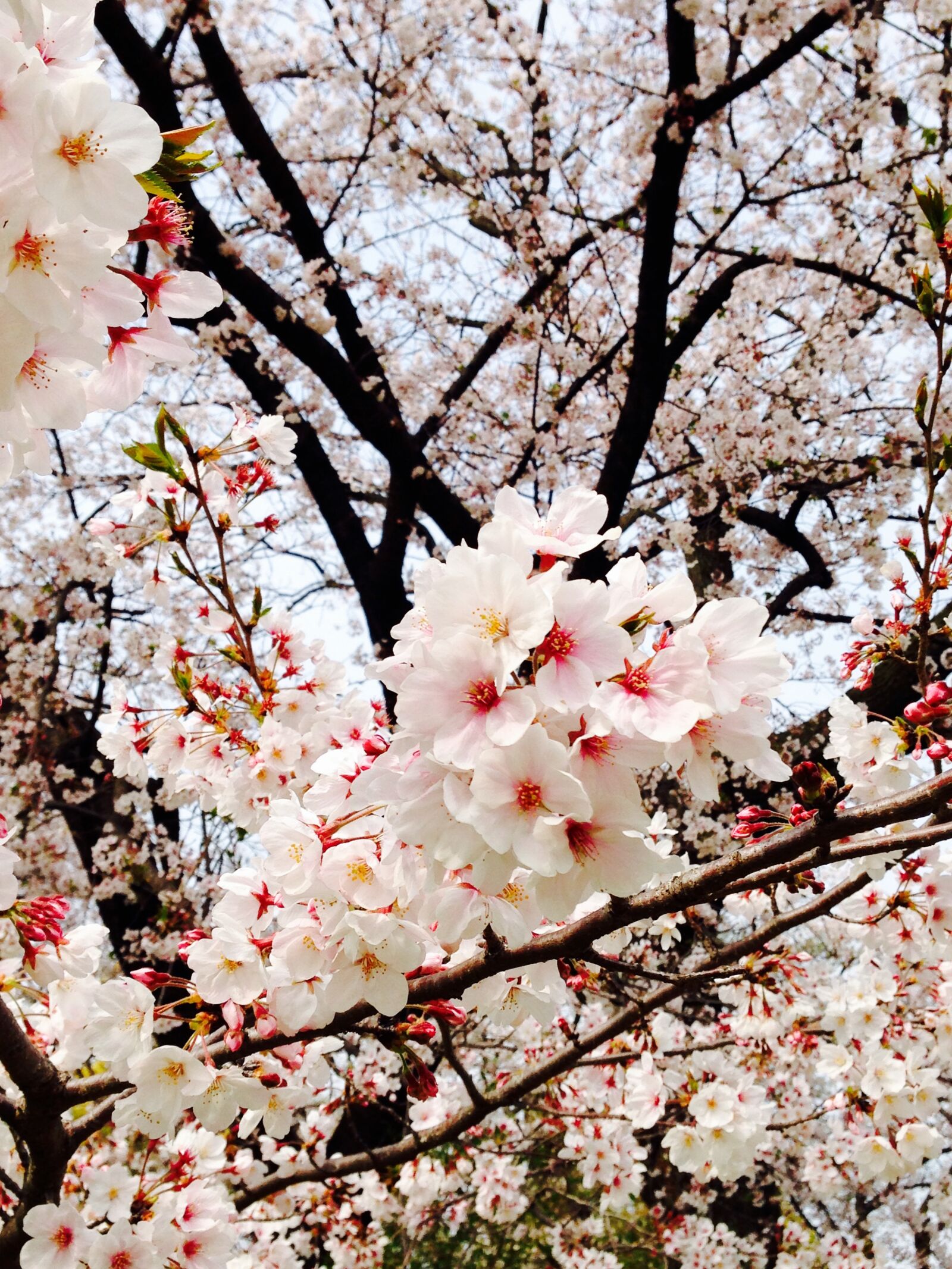 Apple iPhone 5c sample photo. Cherry blossom, sakura, flowers photography