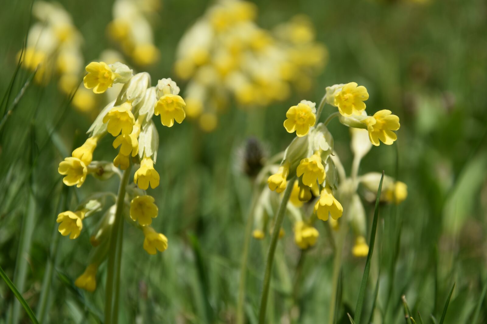 Nikon D5500 sample photo. Primrose, cowslip, flower photography