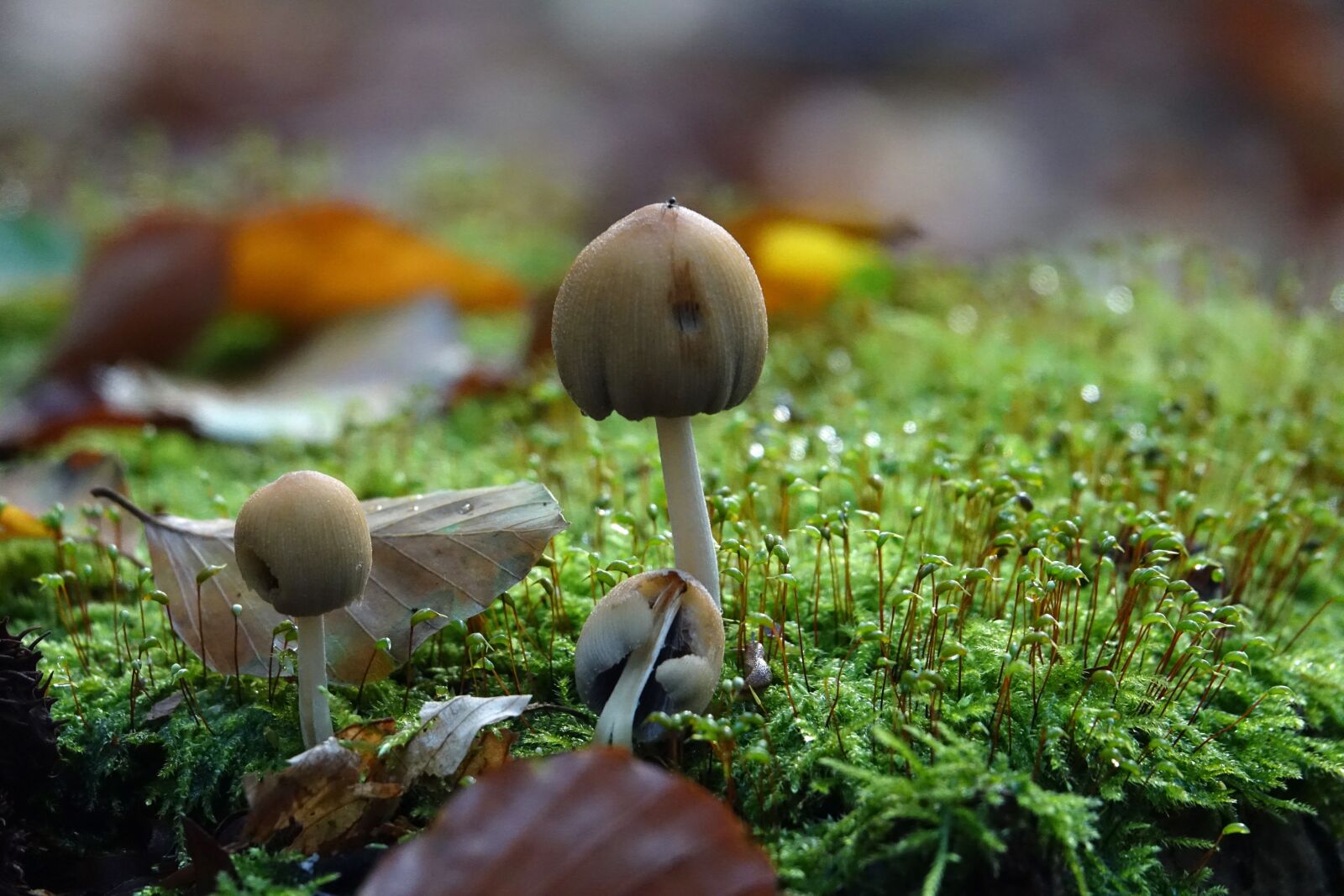Sony Cyber-shot DSC-RX10 III sample photo. Mushrooms, mushroom, autumn photography