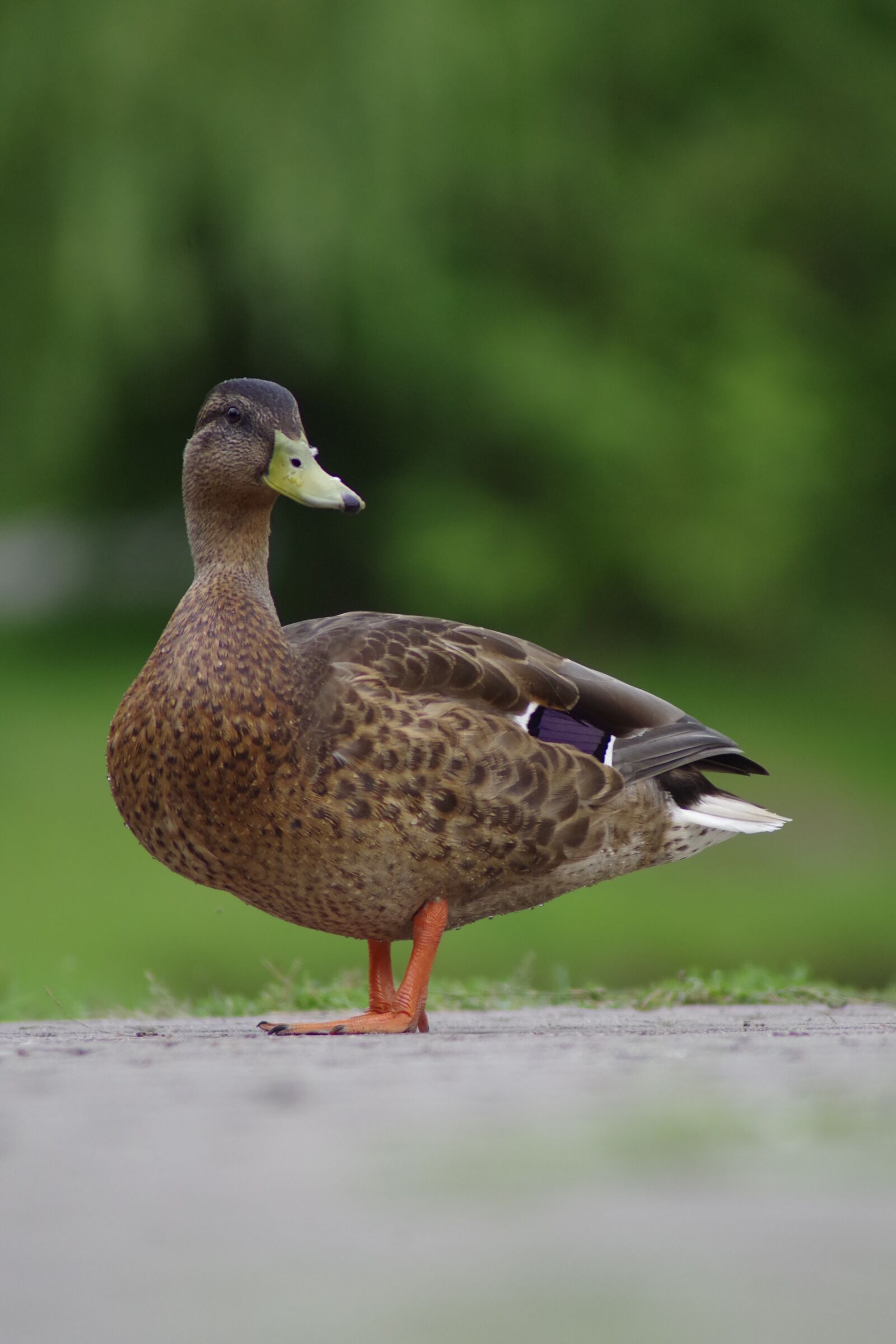 Pentax K-S2 sample photo. Duck, pen, bird photography