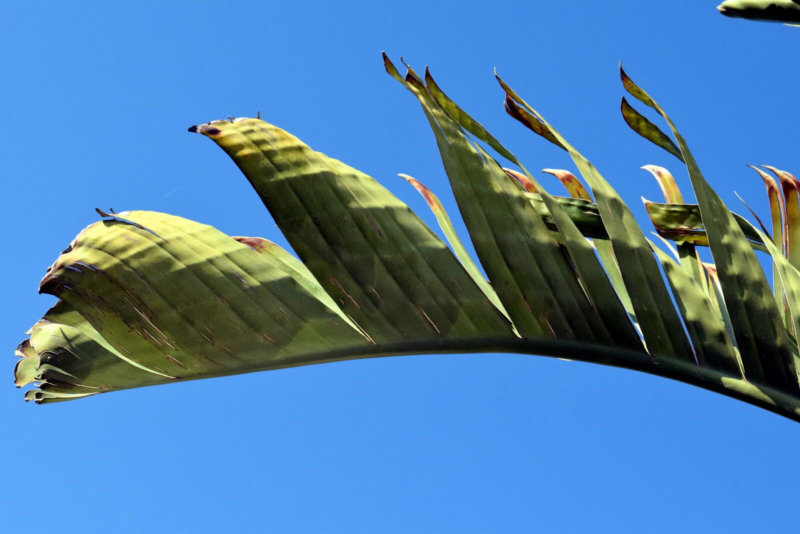 Nikon D3300 sample photo. Gree leaf, blue sky photography